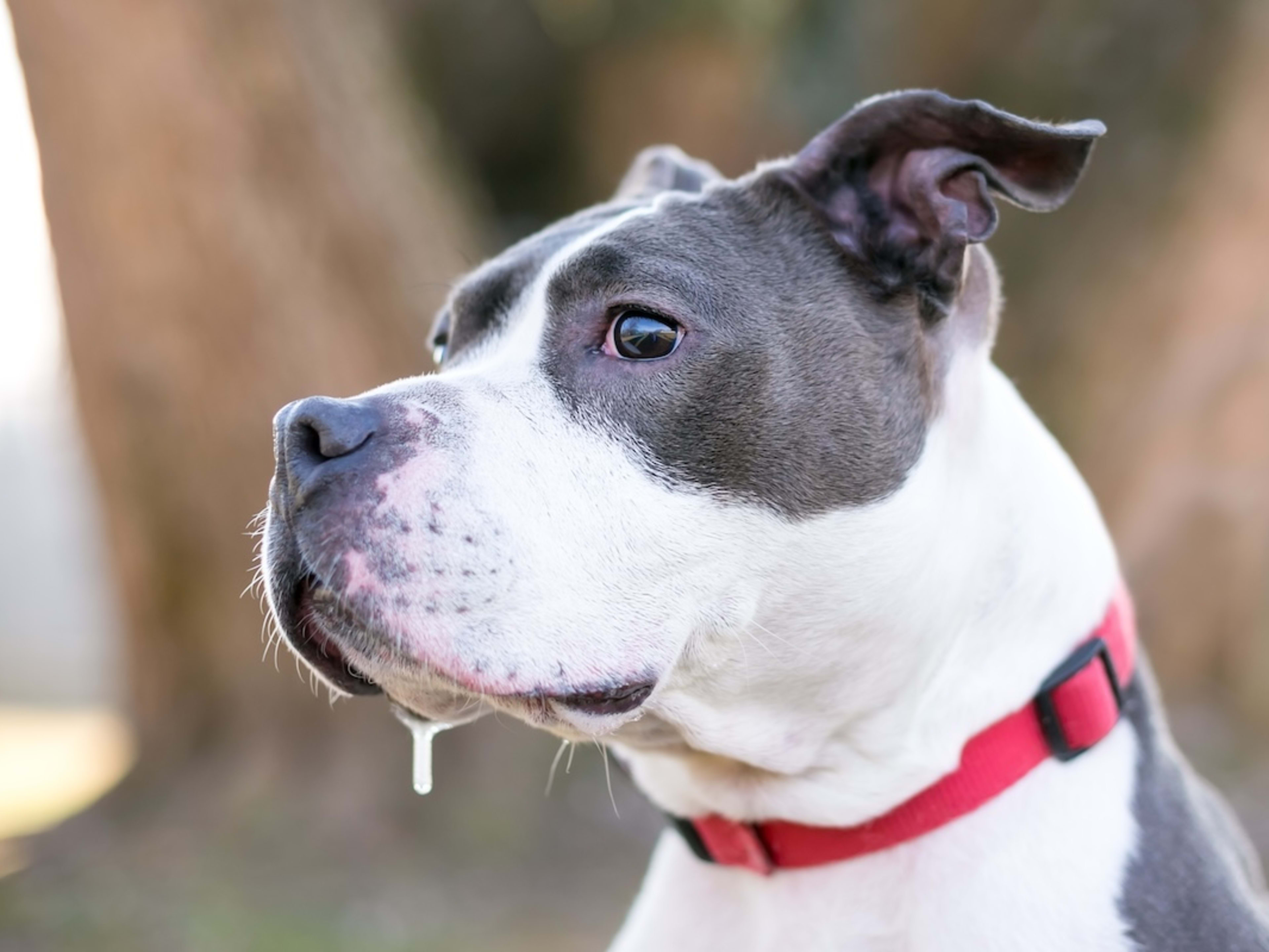 Drooling Pit Bull stands outside, looking for his dinner.