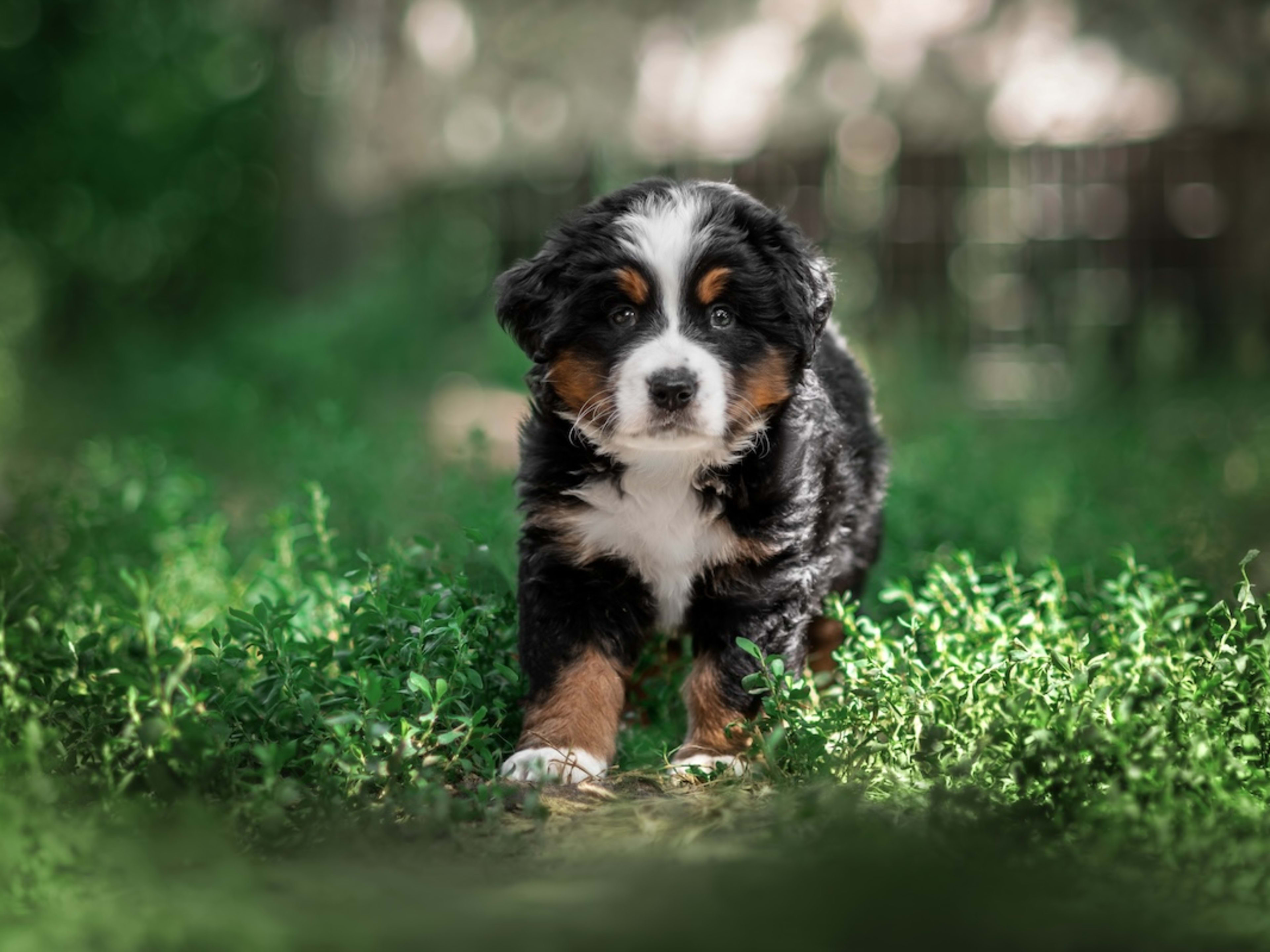 Bernese Mountain dog puppy trots around in the grass.