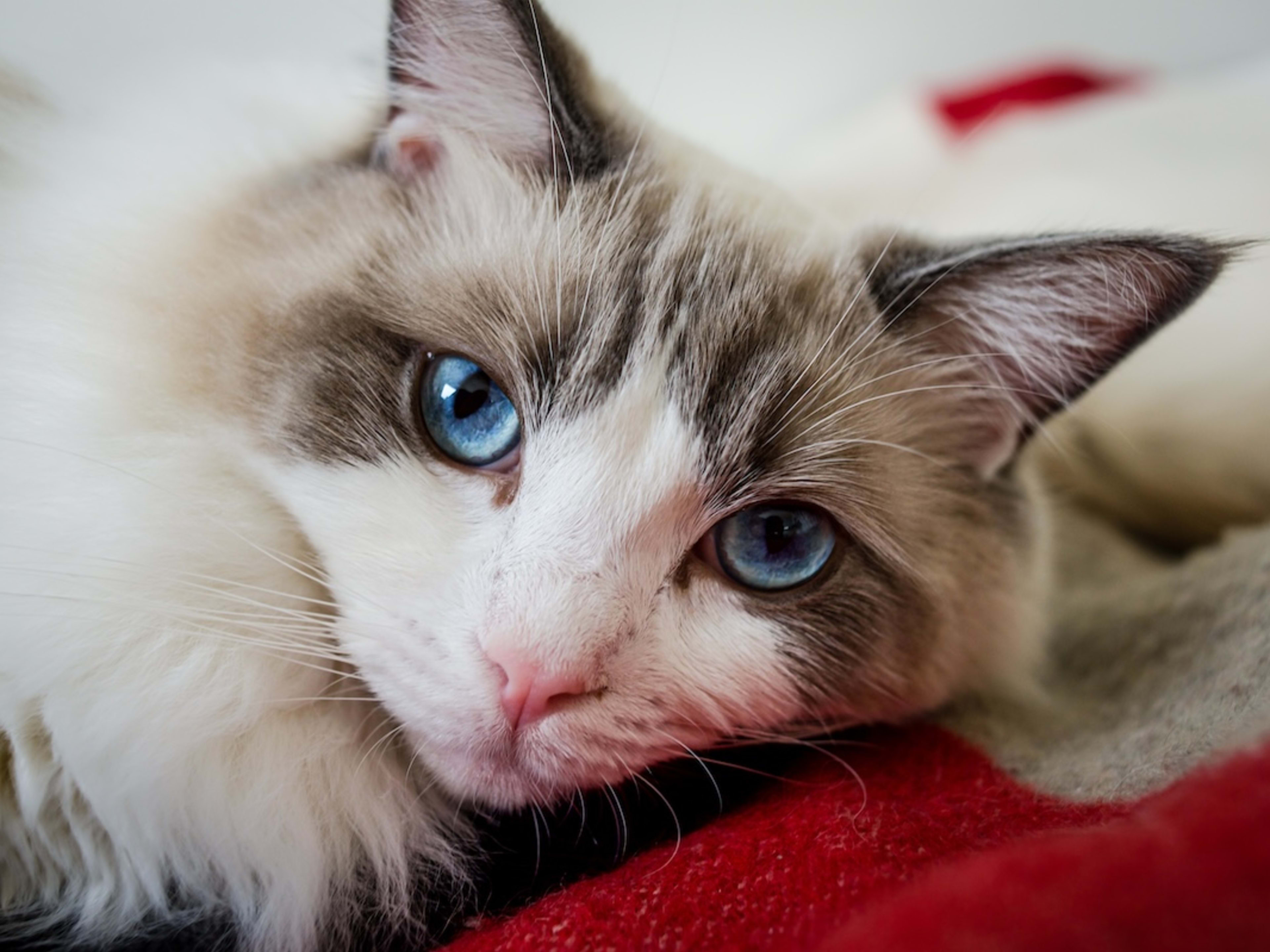 Ragdoll lying on a red blanket, looking directly into the camera.
