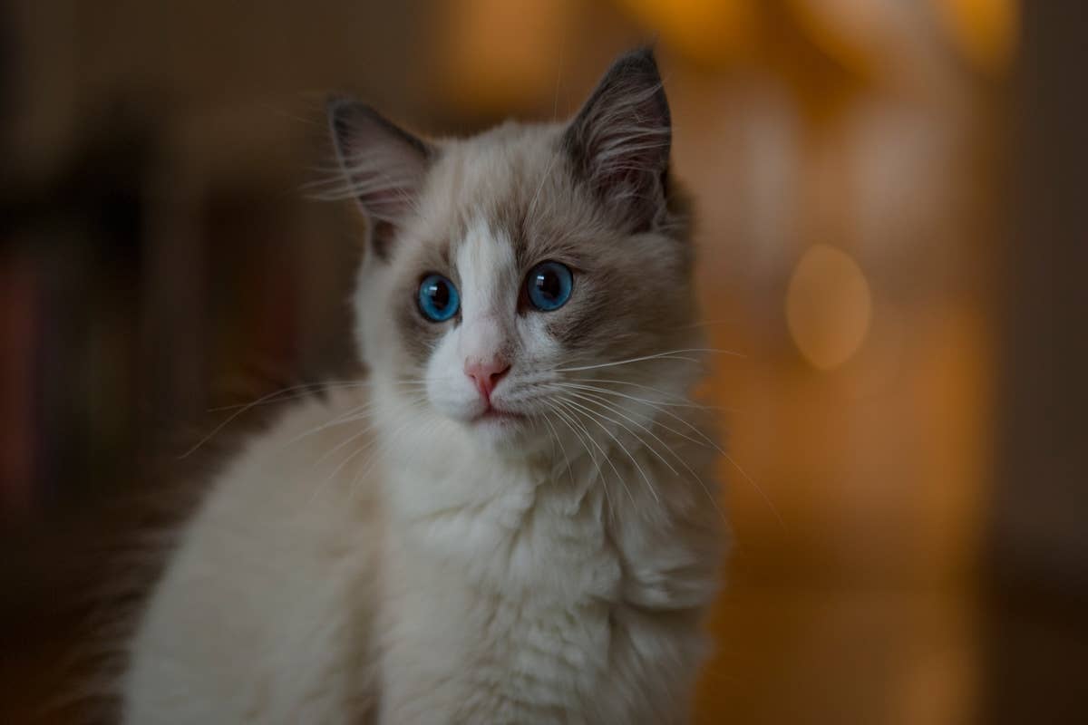 Ragdoll Cat Breed