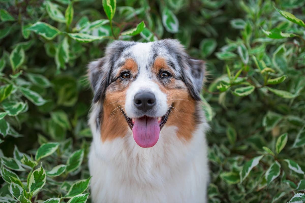 Smiling Aussie Sweet Aussie No One Wants to Chase at Dog Park Finally Makes an ...