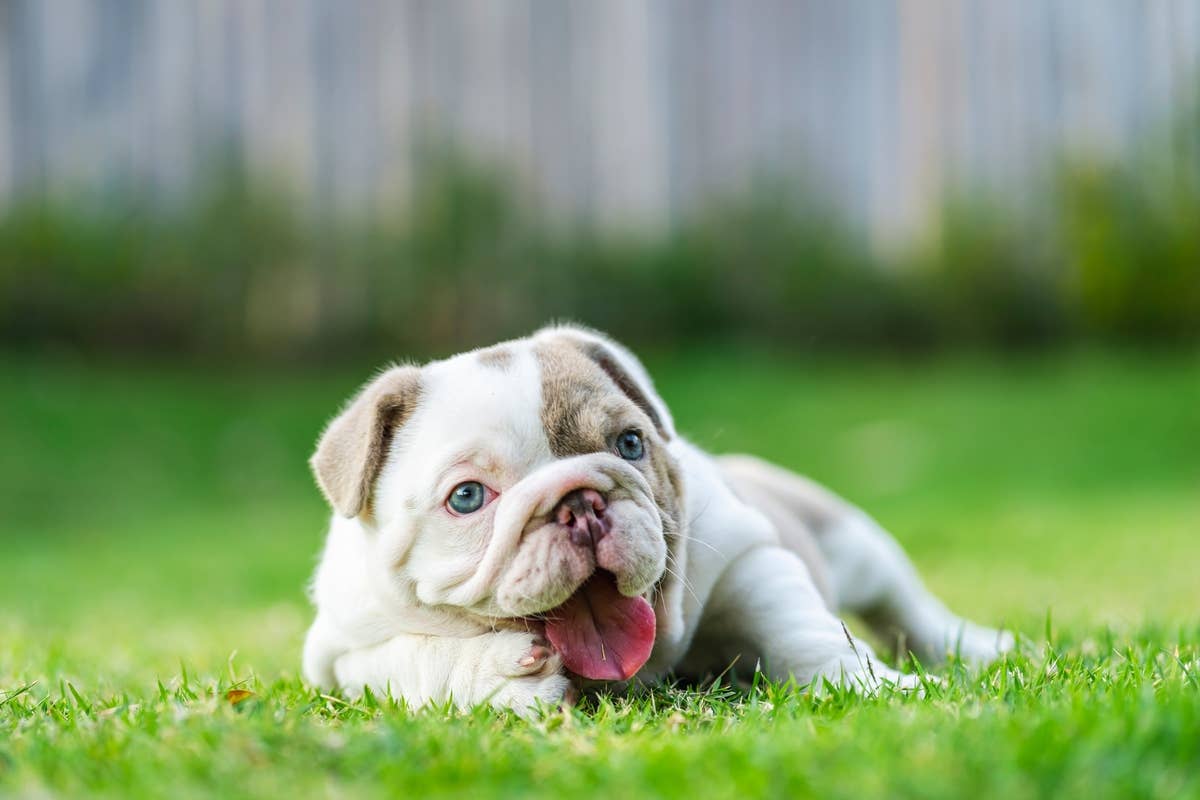 Picture of Bulldog Puppy Rolling in the Grass Like a Gymnast Is Beyond Adorable ...