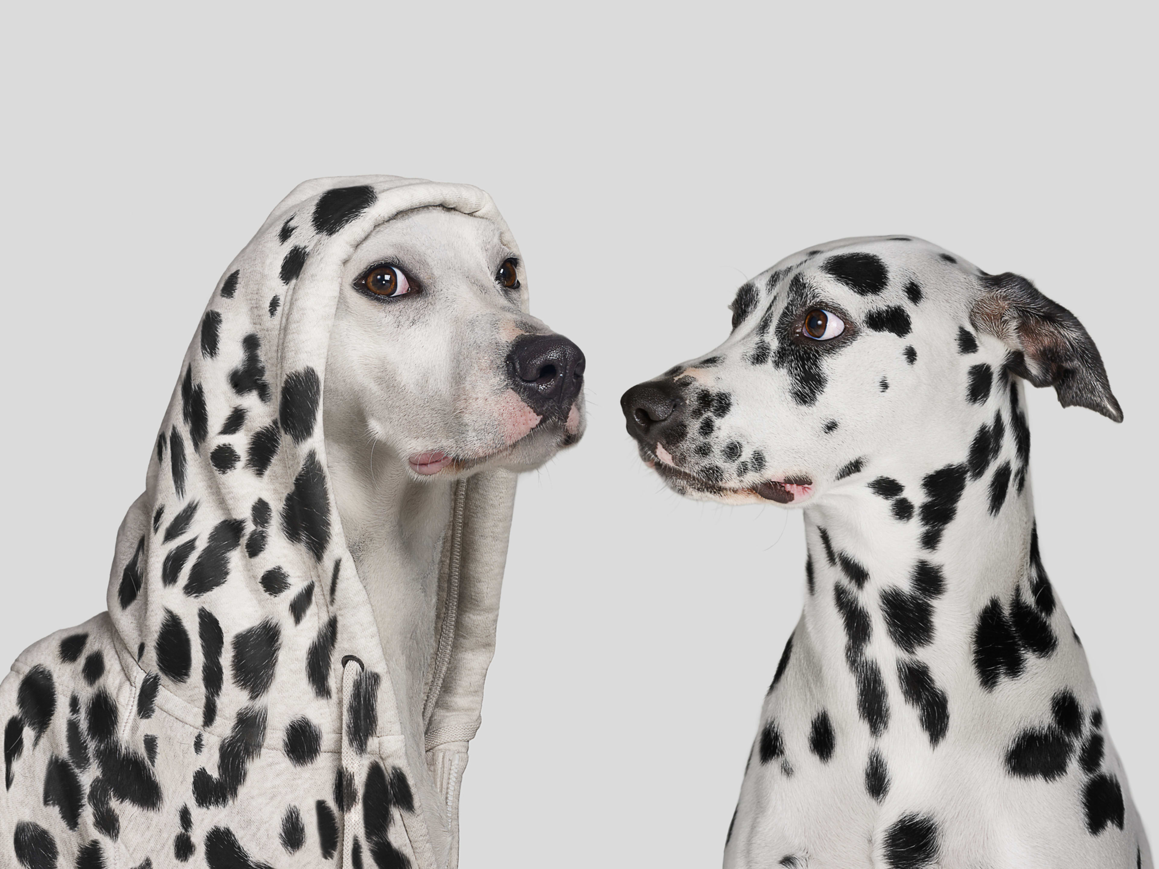 A pup pretneding to be a polka dotted dog breed.
