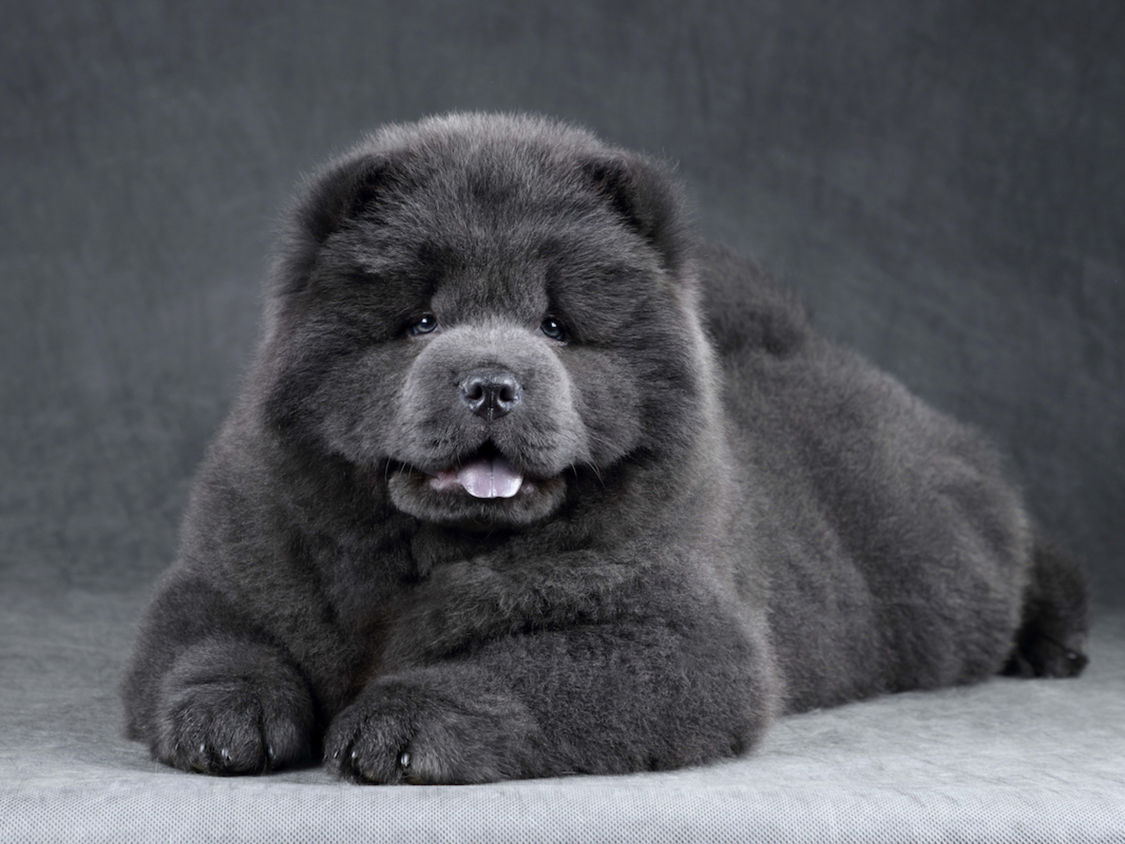 Shutterstock Inc White Chow Puppy Chow Dog 2+ Thousand Black Chow