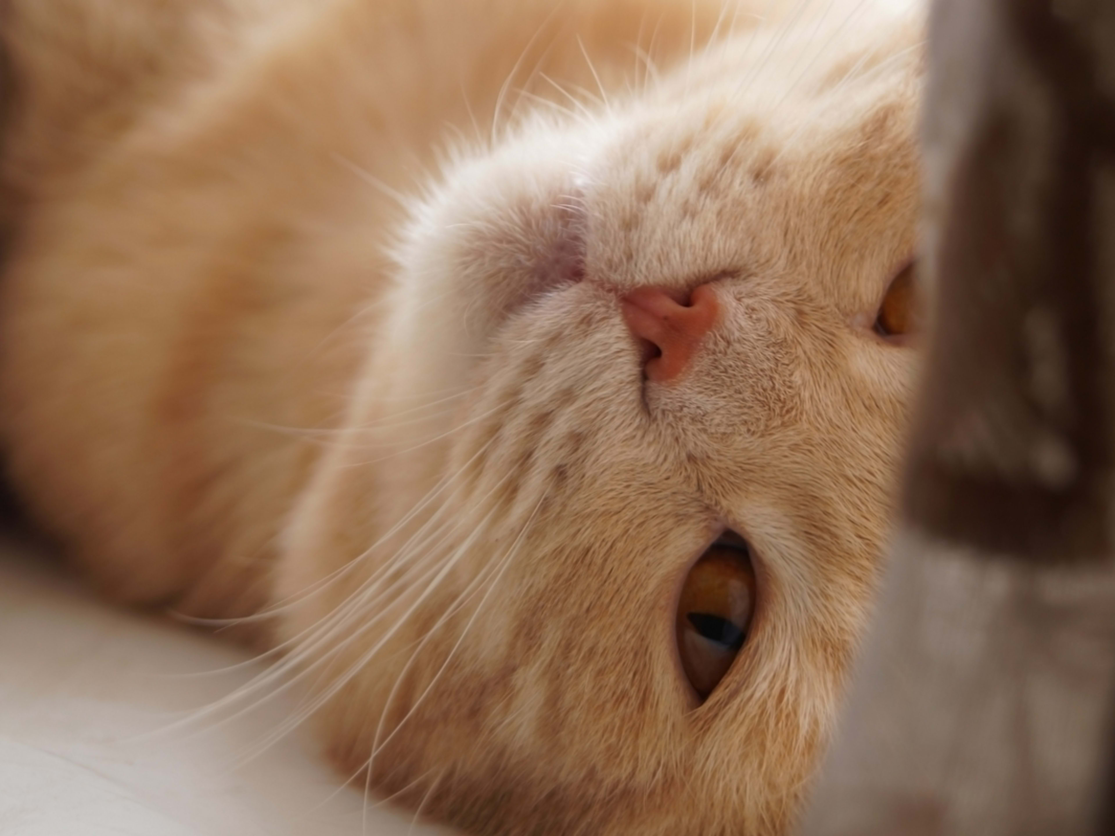 Twin Sister Cat Names Cute Cat Names For Siblings At Justin Betty