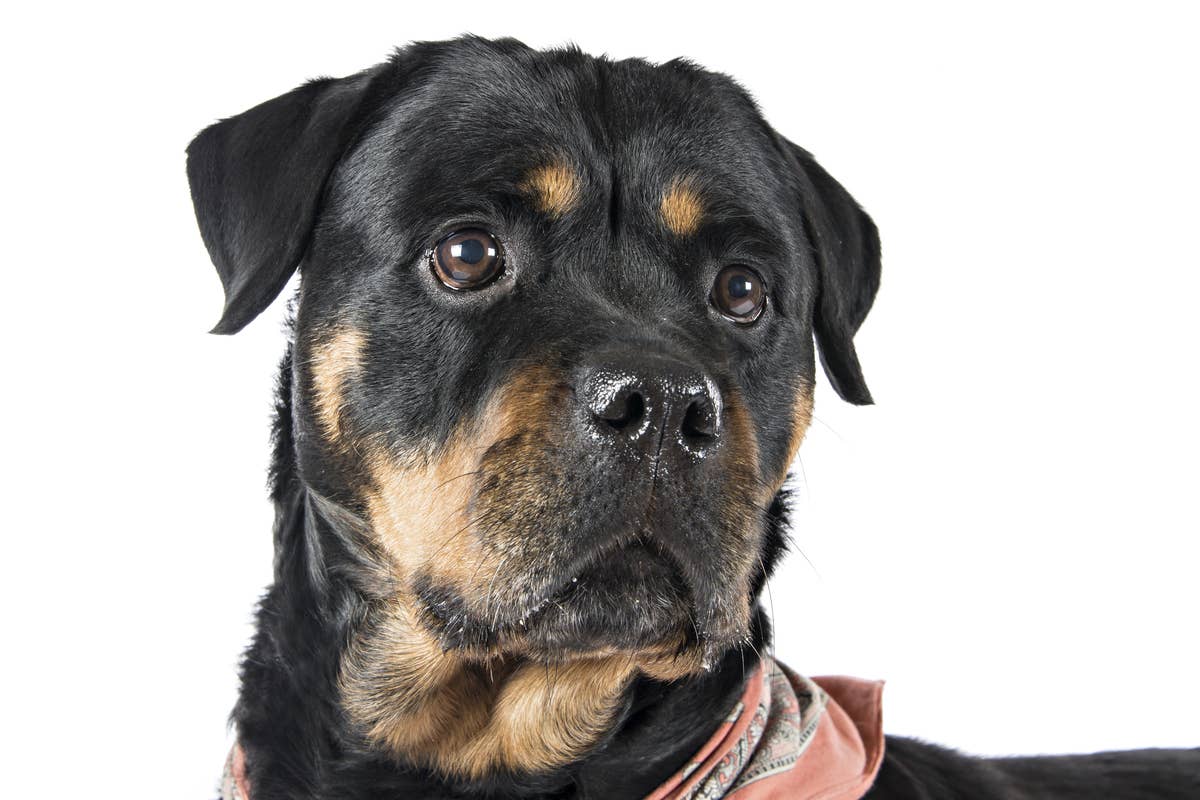 Rottweiler Loves 'Ms. Rachel' As Much As a Human Kid and It's Just Too ...