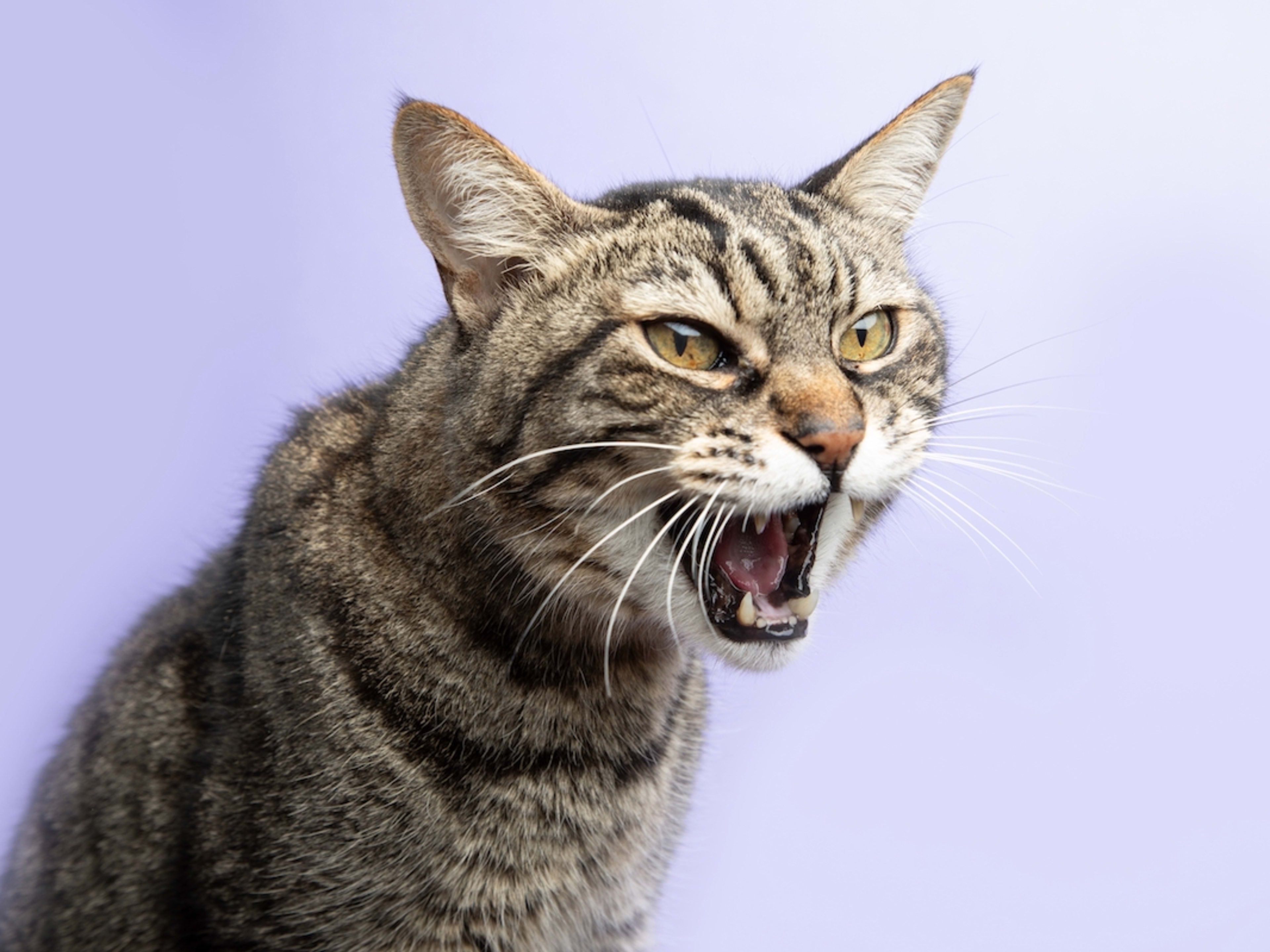 Cat Rolls up on the Neighborhood Crew and Screams like a Whole Mood -  Parade Pets