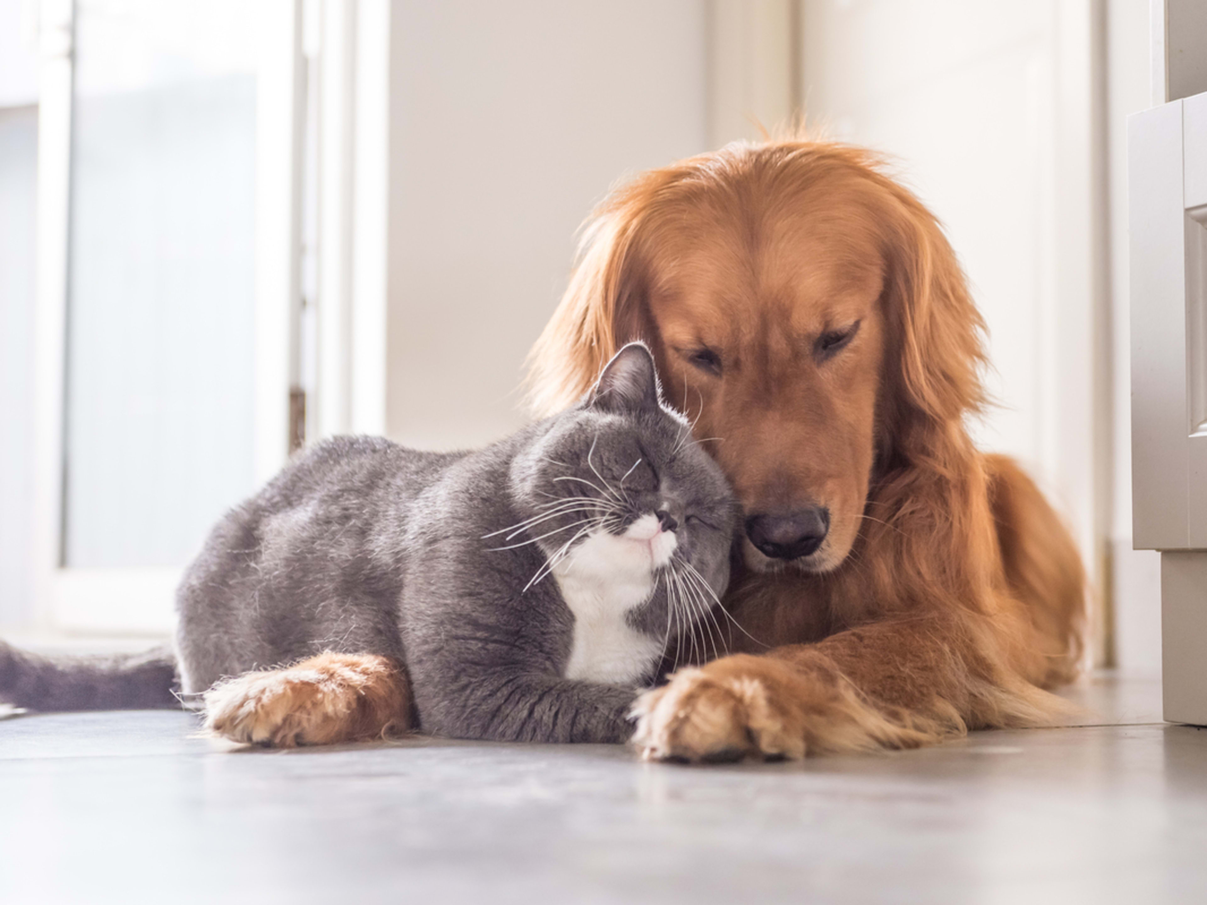 Rescue Dog Raised by Cats: Unlikely Friendship Unveiled