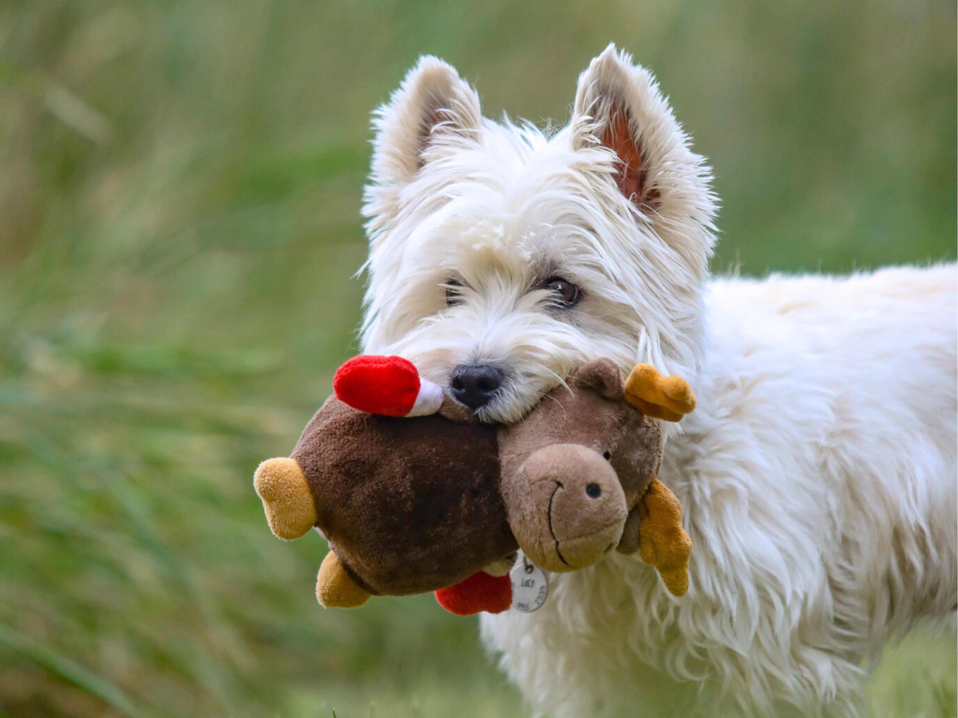 Why Do Dogs Carry around Toys: Surprising Reasons Explained