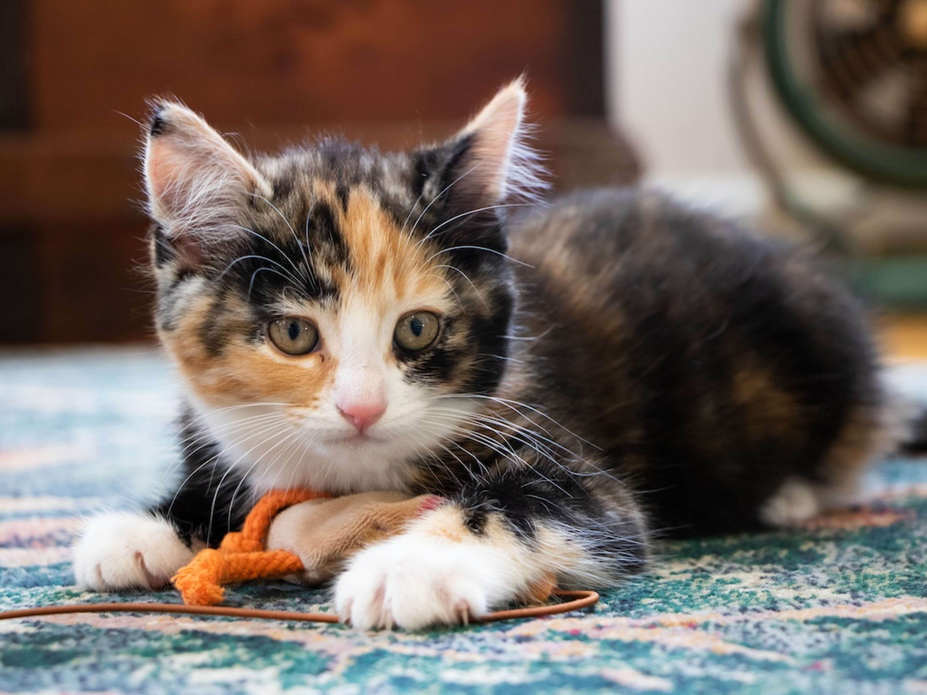 Calico Breeds of Cats: Stunning Varieties You Must See