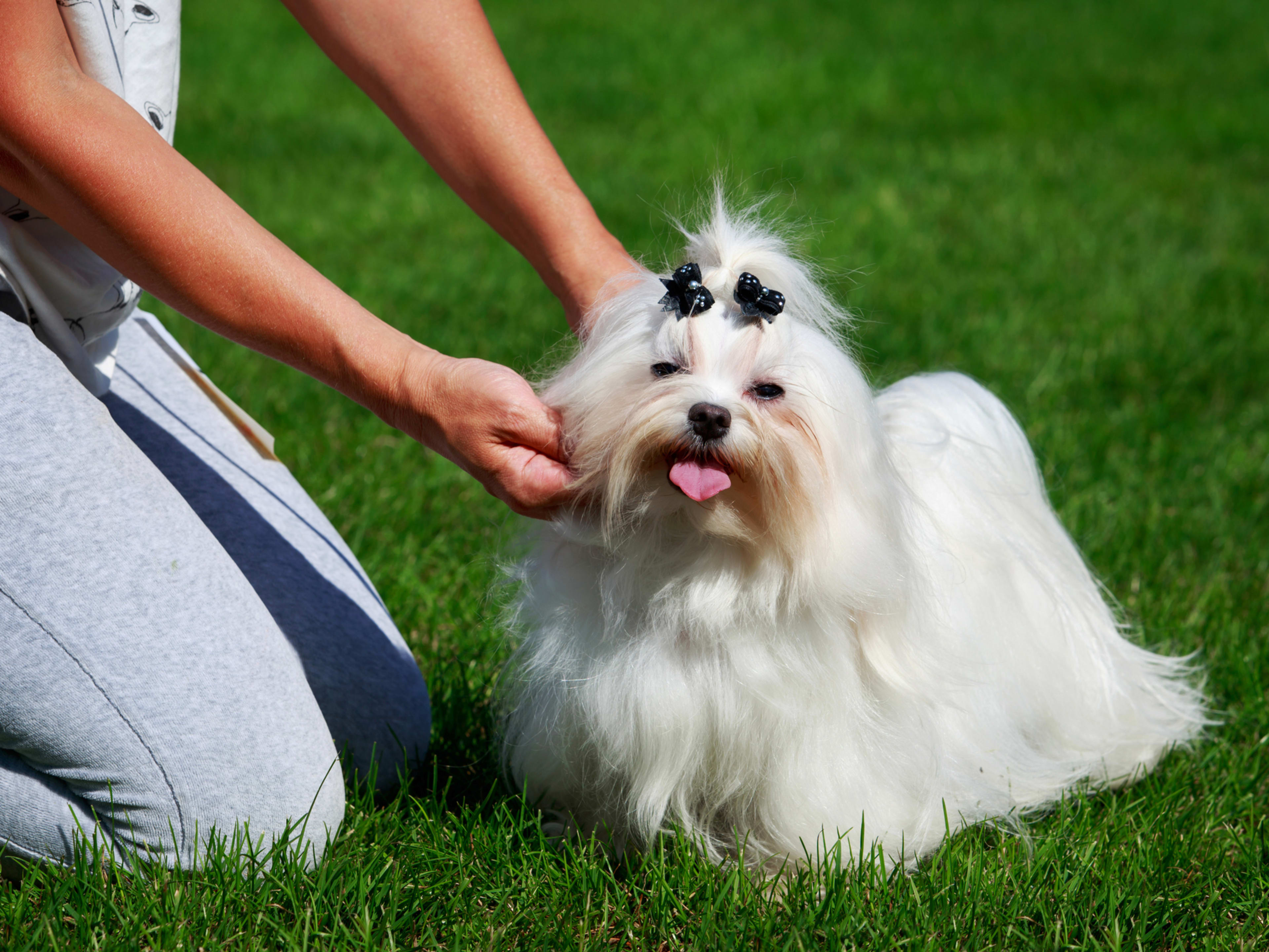 Small Fluffy Breeds of Dogs: Adorable Companions