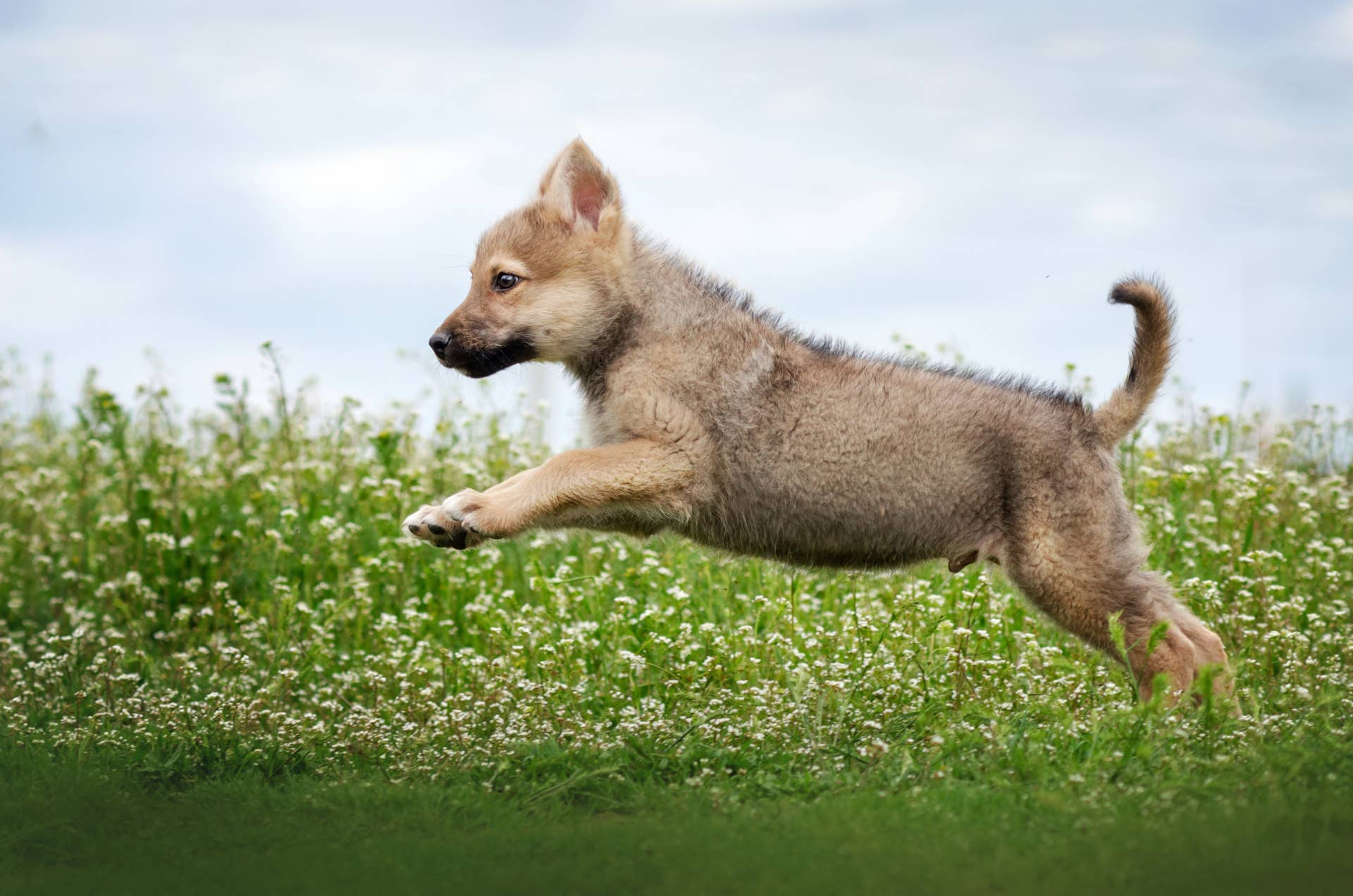 What Dog Breeds Howl: Discover the Most Vocal Pups