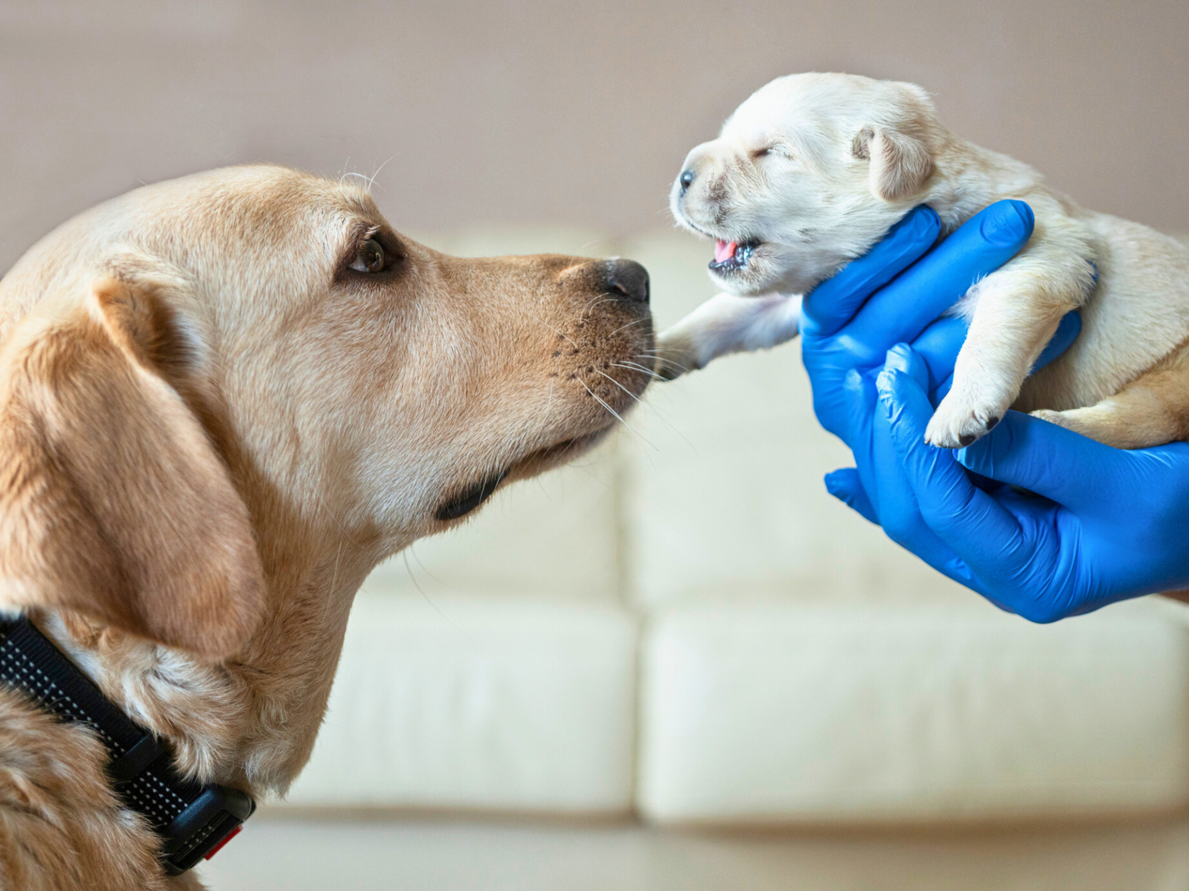 How to Encourage a Mother Dog to Feed Her Puppies: Proven Tips