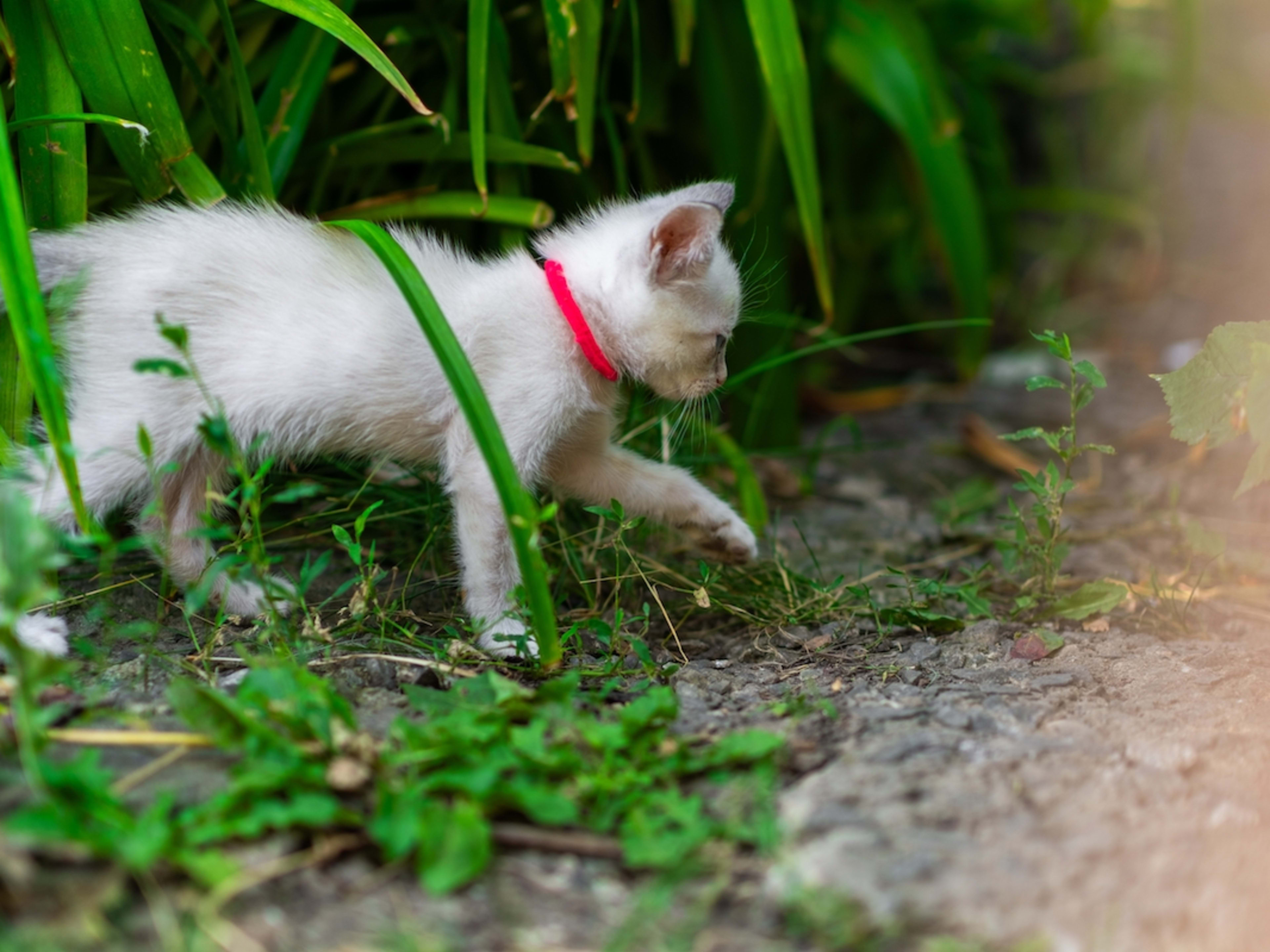 Adopt Special Needs Cat: Transform Lives with Love