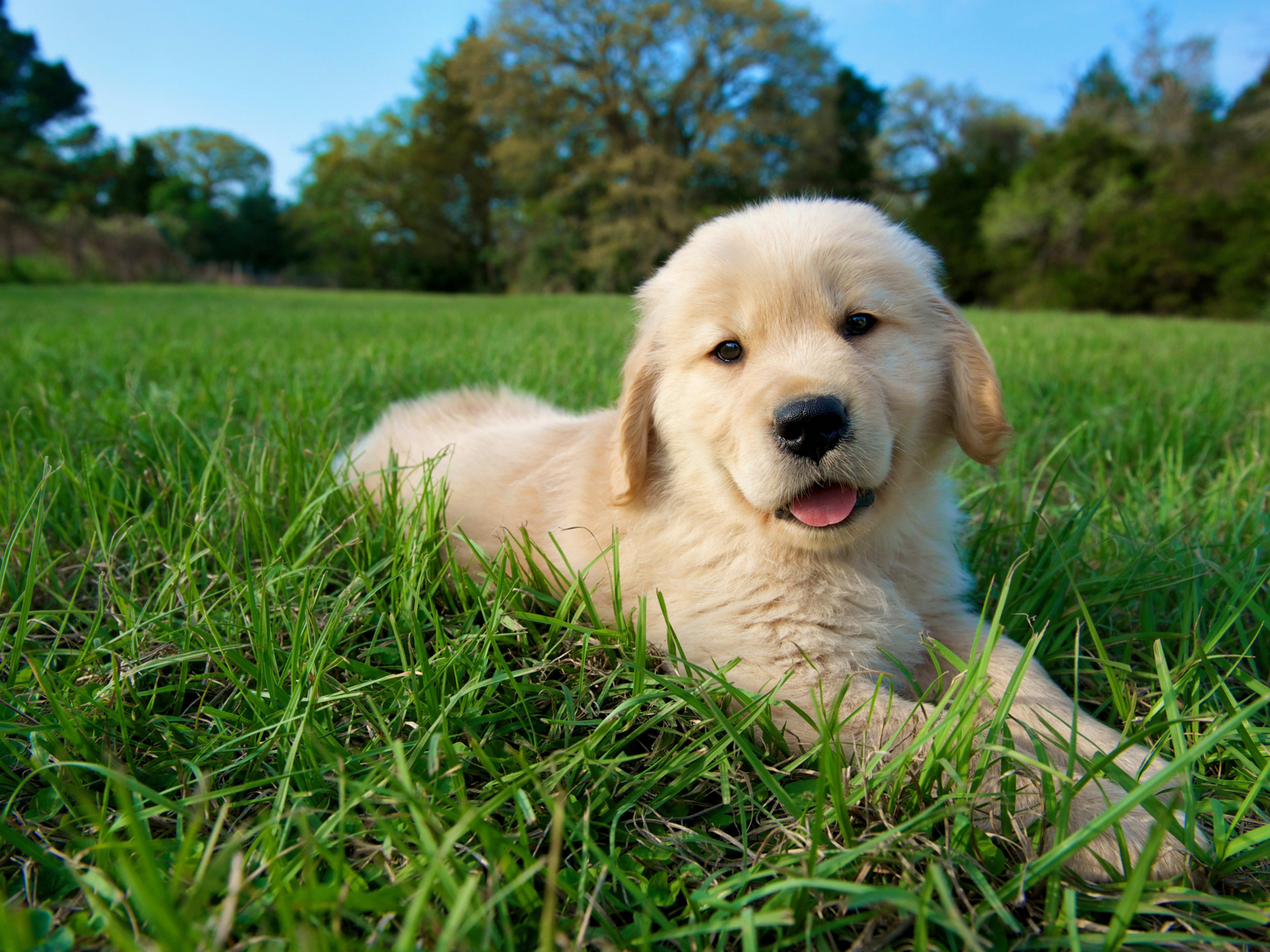Labrador Retriever Puppy Tips: Essential Guide for Happy Pups