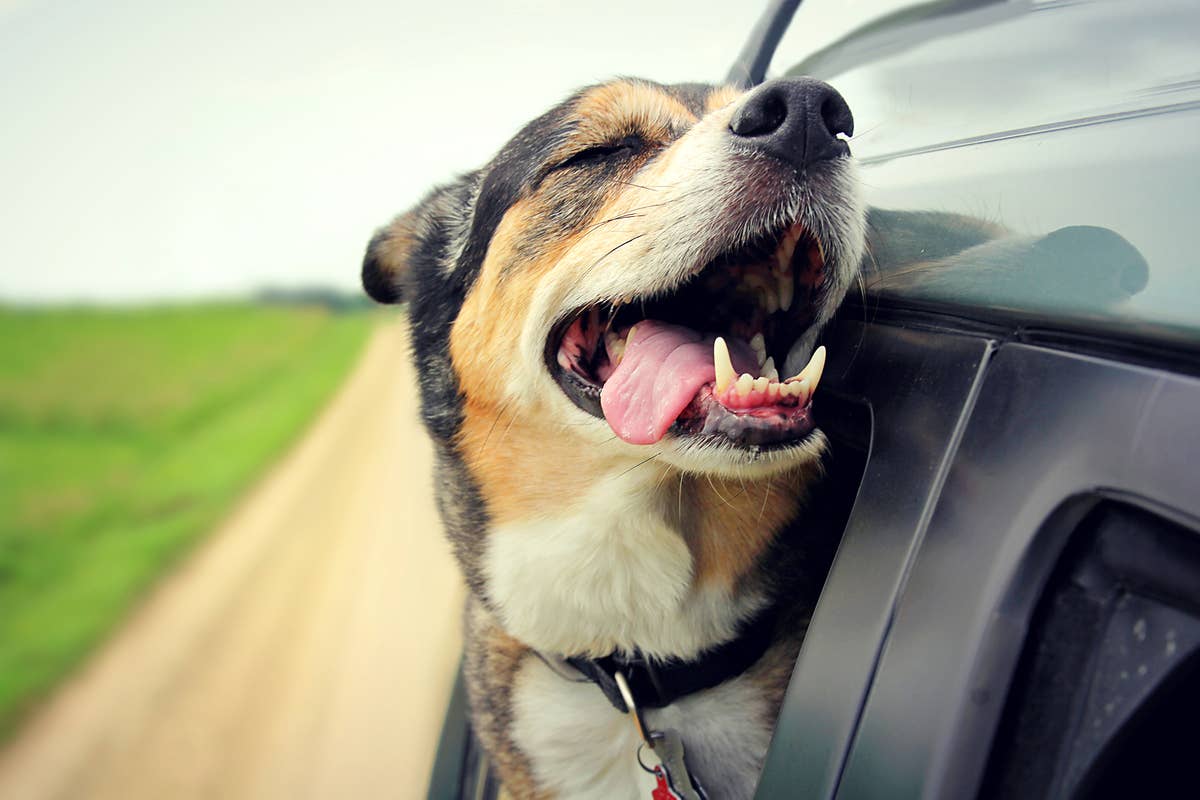 How to Calm a Dog down in a Car: Easy Tips for Stress-Free Rides