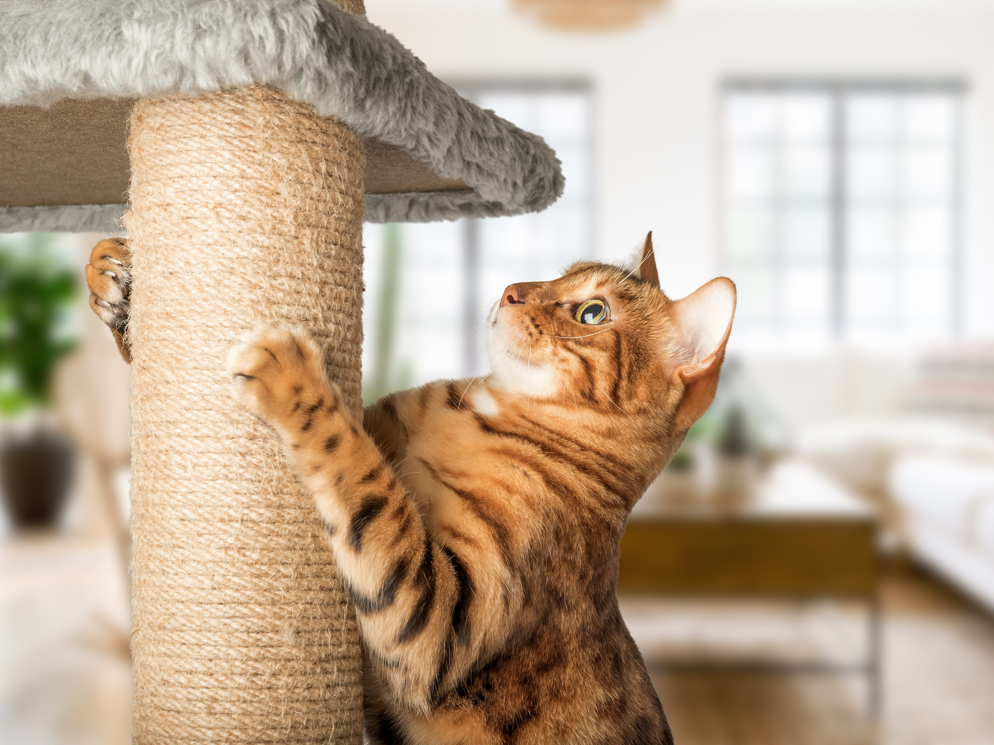 Do I Need a Cat Tree: Essential Benefits Every Cat Owner Must Know