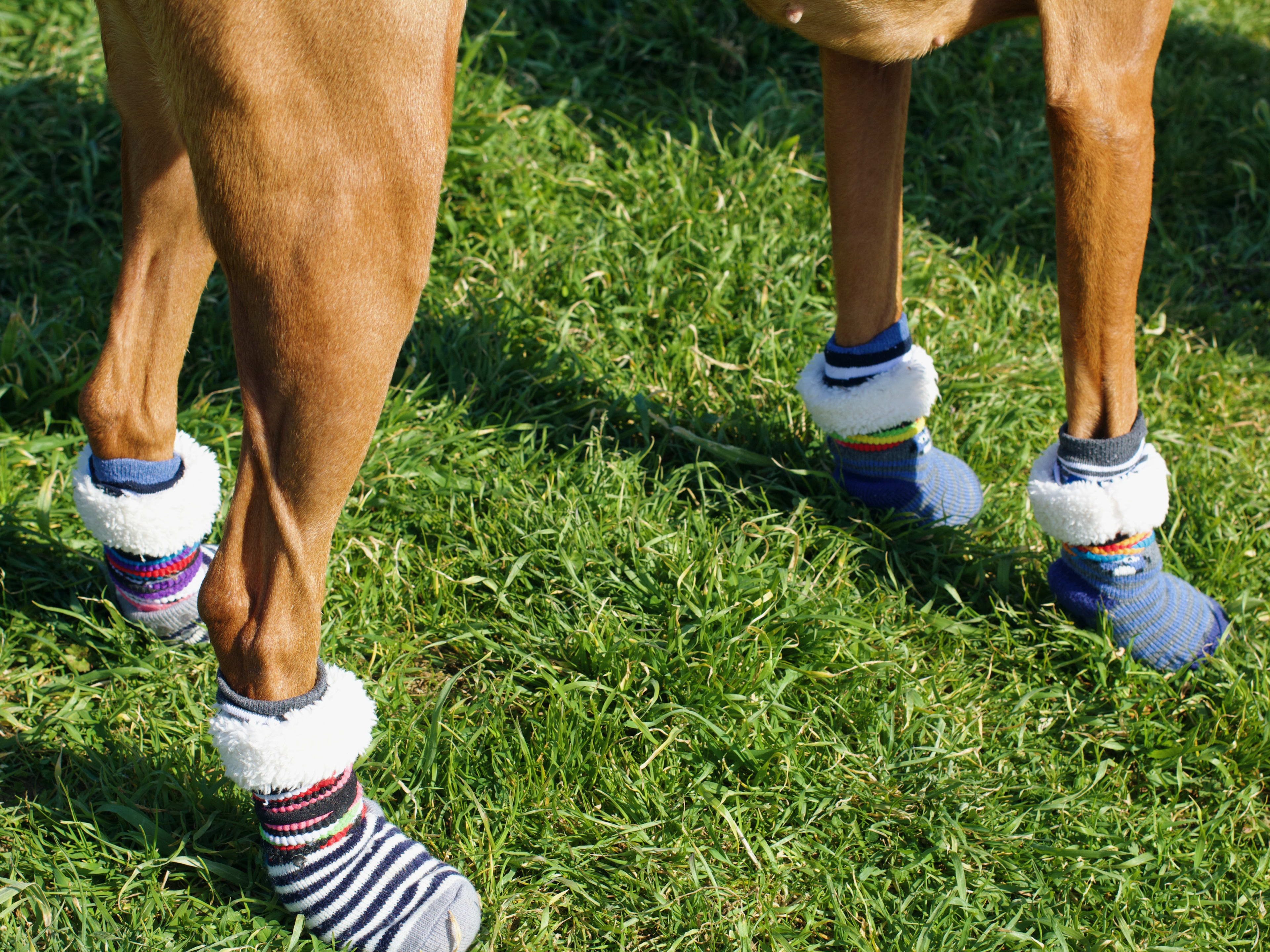 How to Keep a Sock on a Dog: Easy Tips That Actually Work