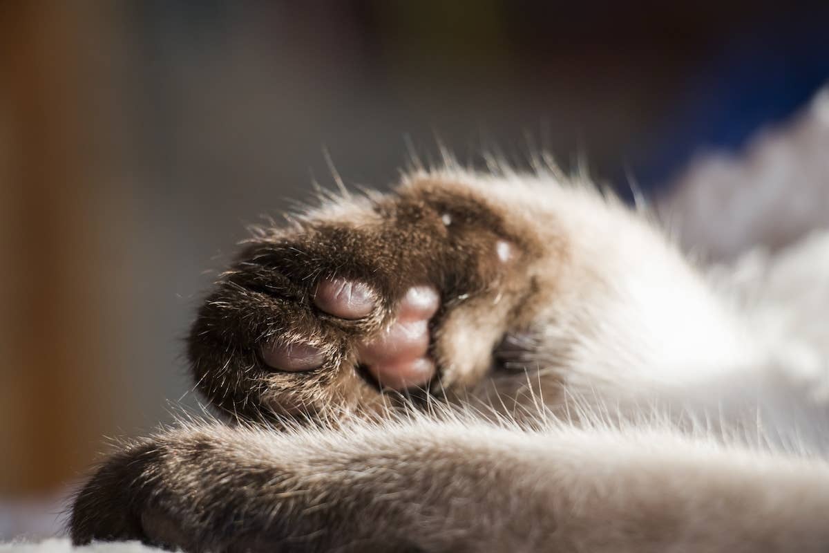 What Cat Breeds Have Furry Paws: Top Fluffy Paws Revealed