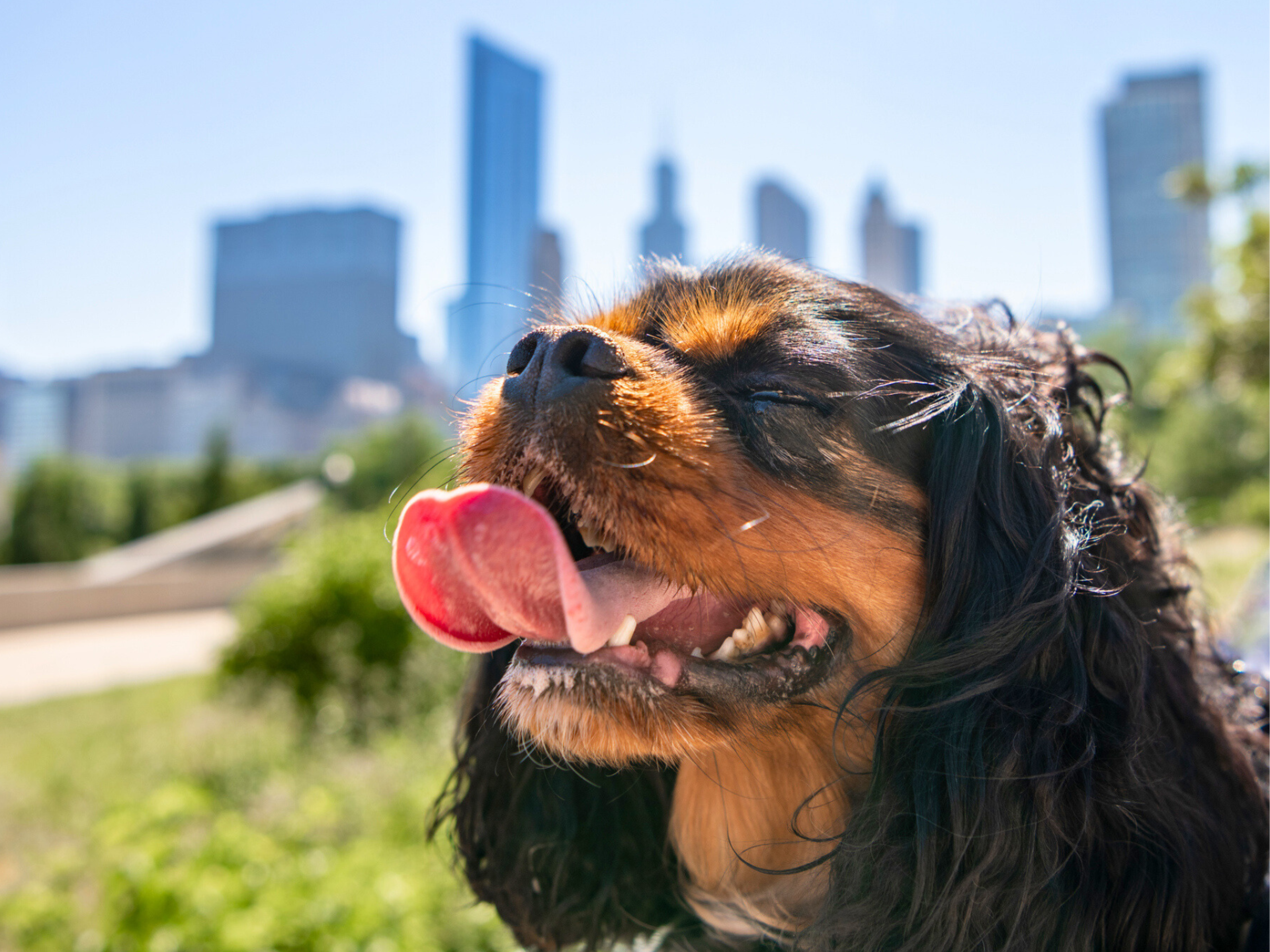 Prettiest Dog Breeds: Discover Stunning Canine Beauties