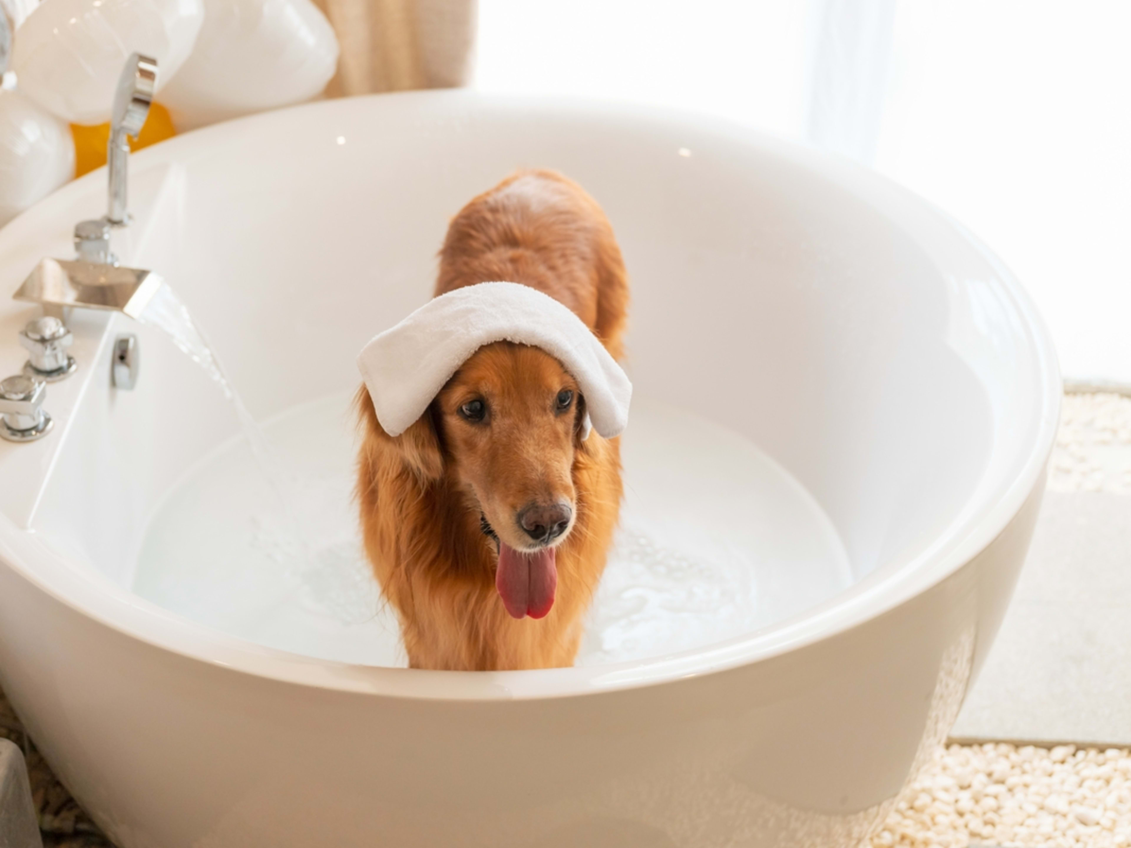 Do Dogs Need a Bath: Essential Grooming Guide