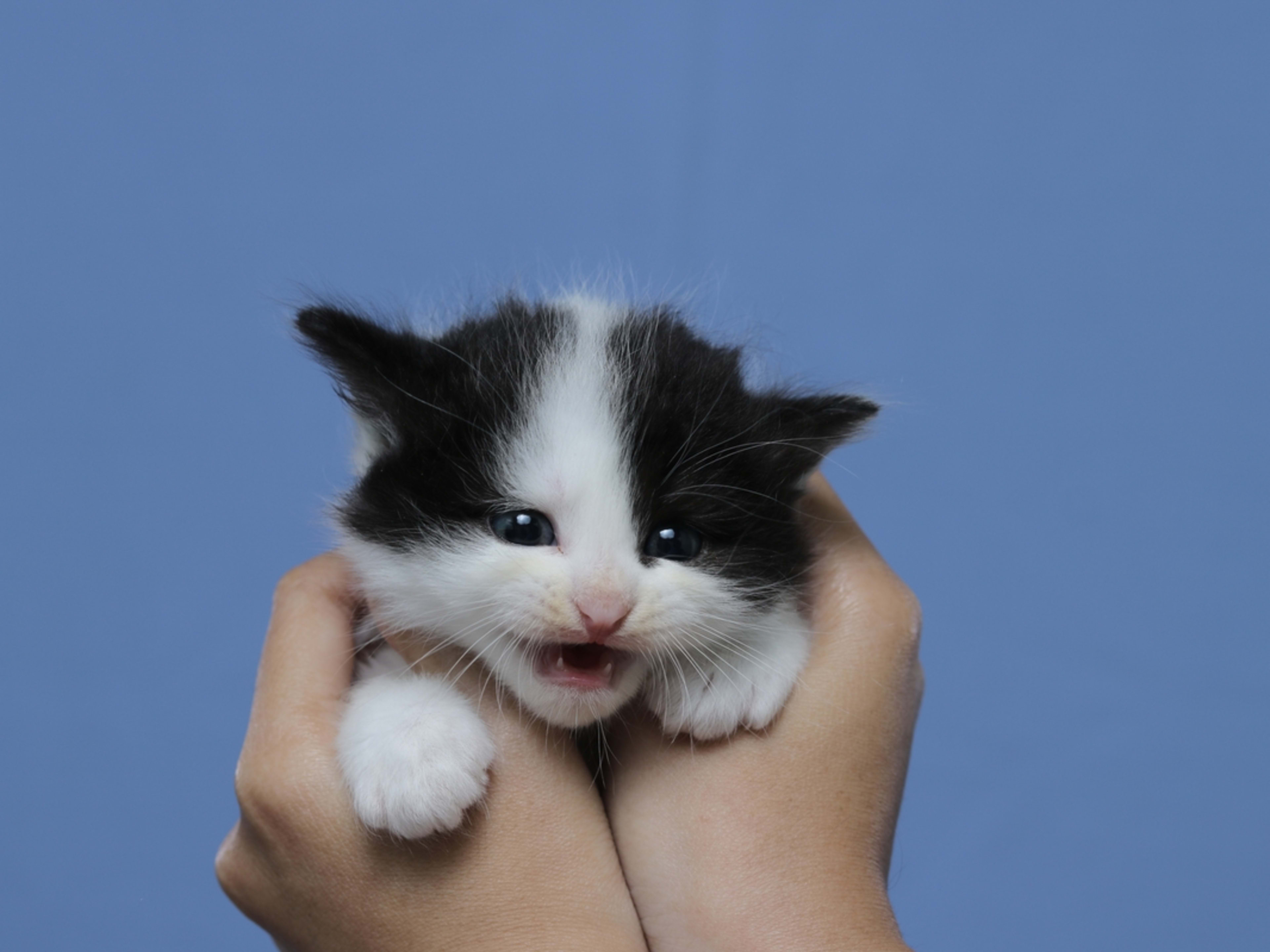 Tiny Tuxedo Kitten Trying To Find Her Meow Is Total Cuteness Overload ...