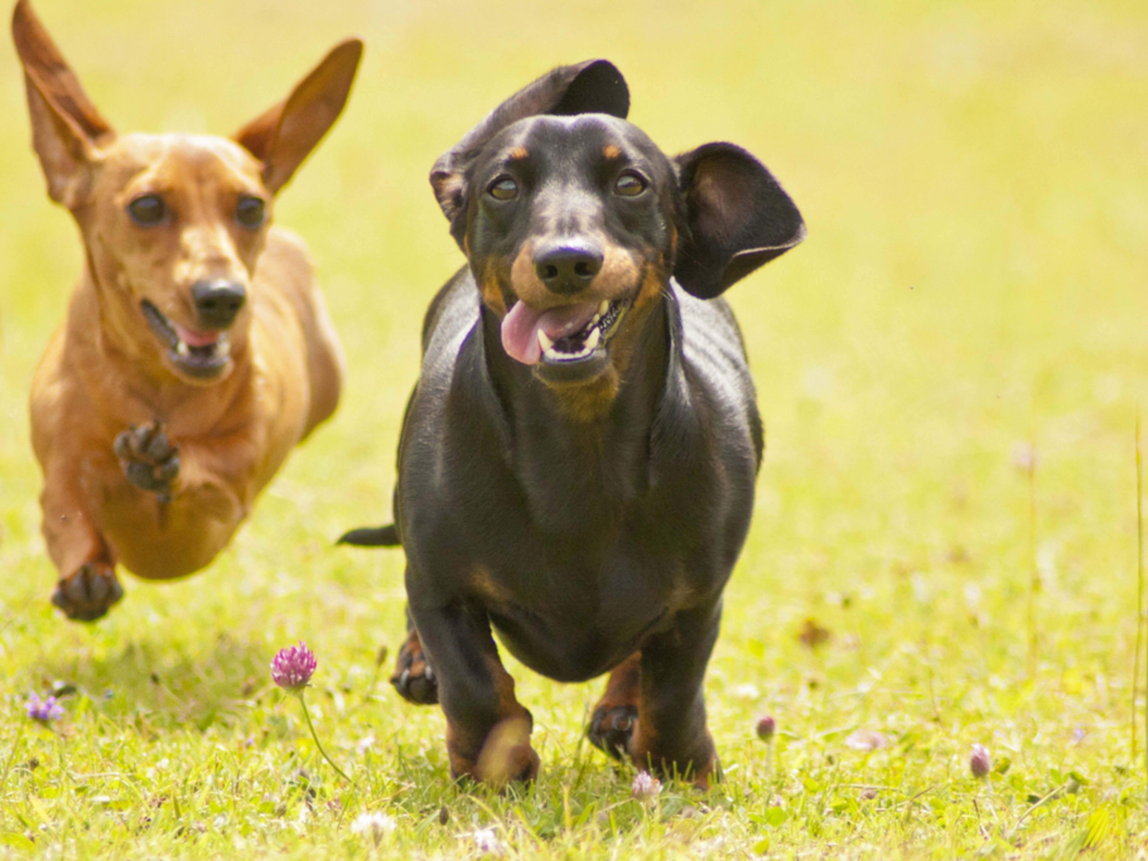 20-Year-Old Dachshund Gets His 'Steps In' By Following Canine Buddy ...