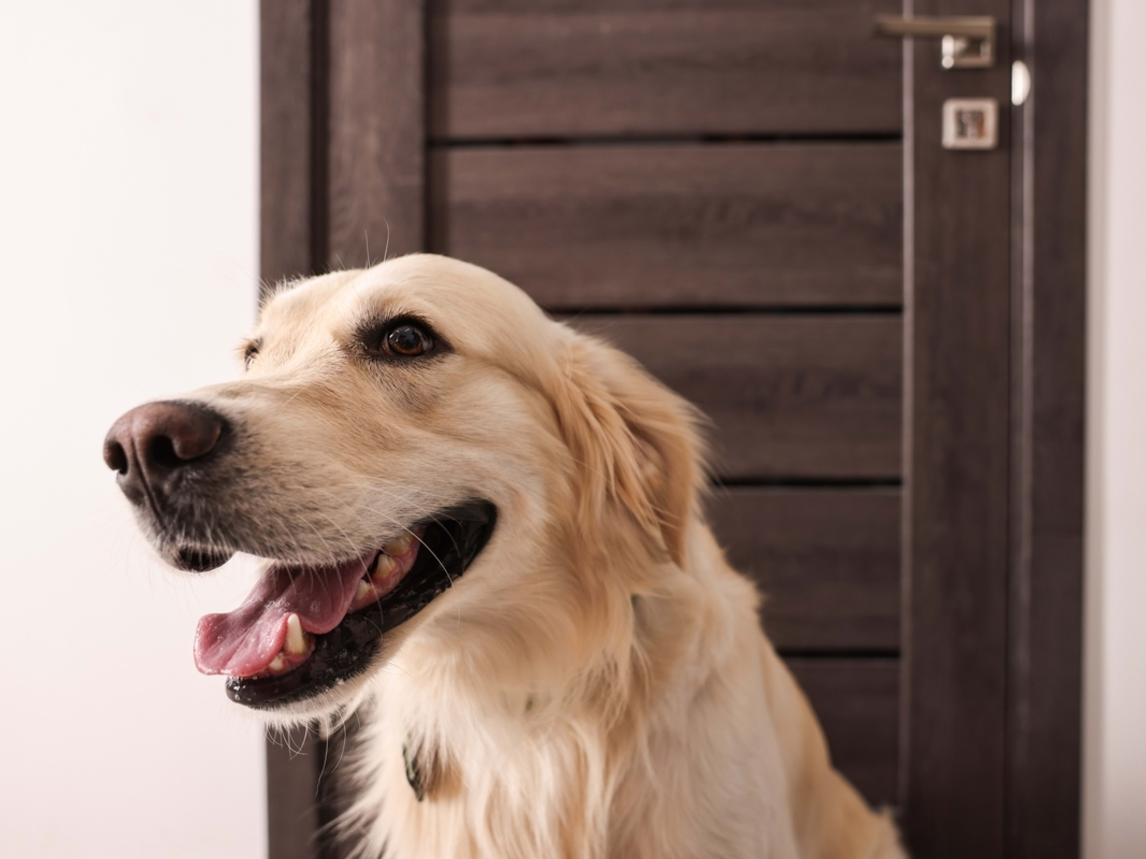 Golden Retriever's Attempt to Befriend Every Dog in the Neighborhood Is ...