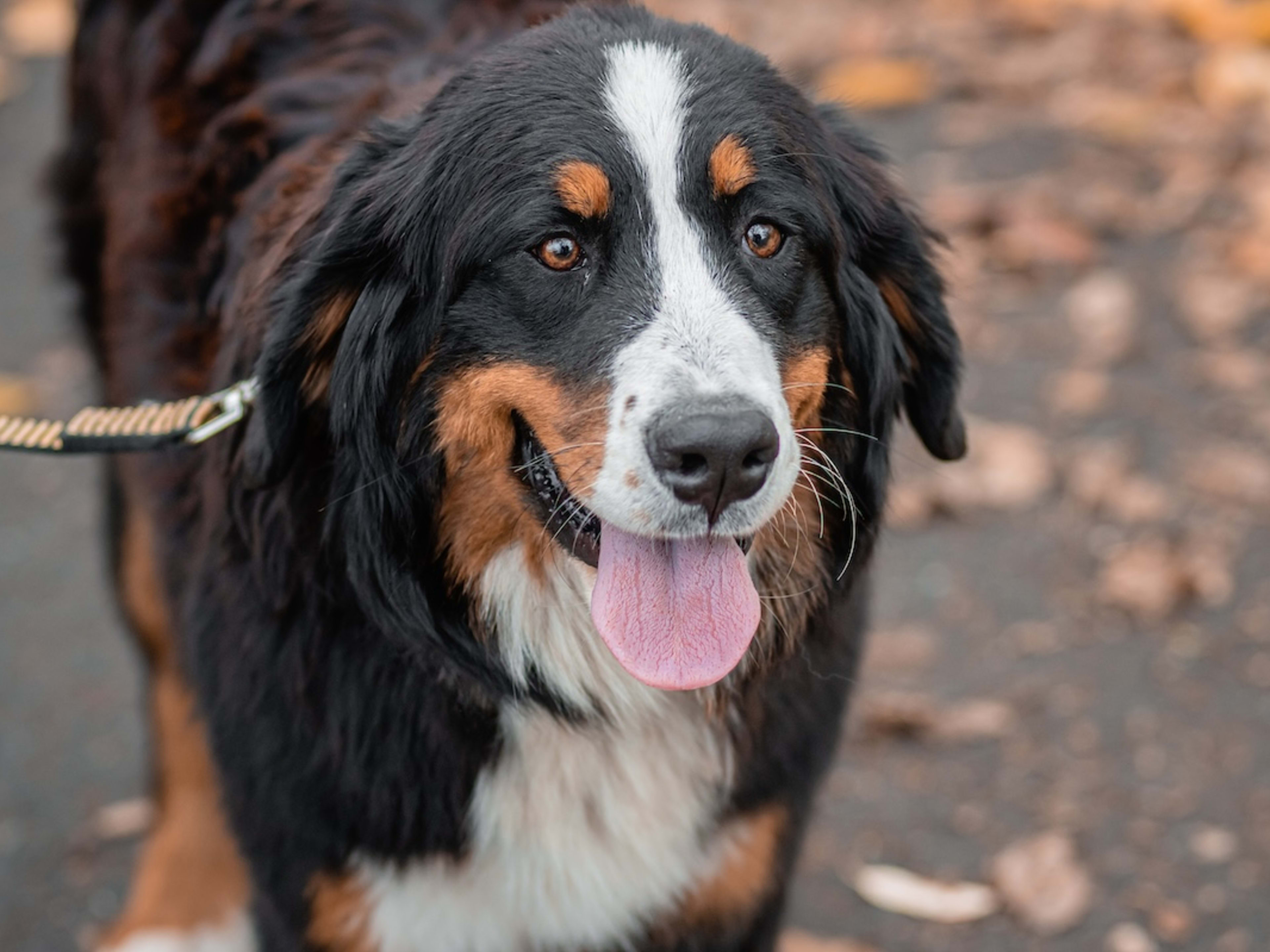 Berner Bernese Mountain Dog Top Dog Breeds For First Time Owners