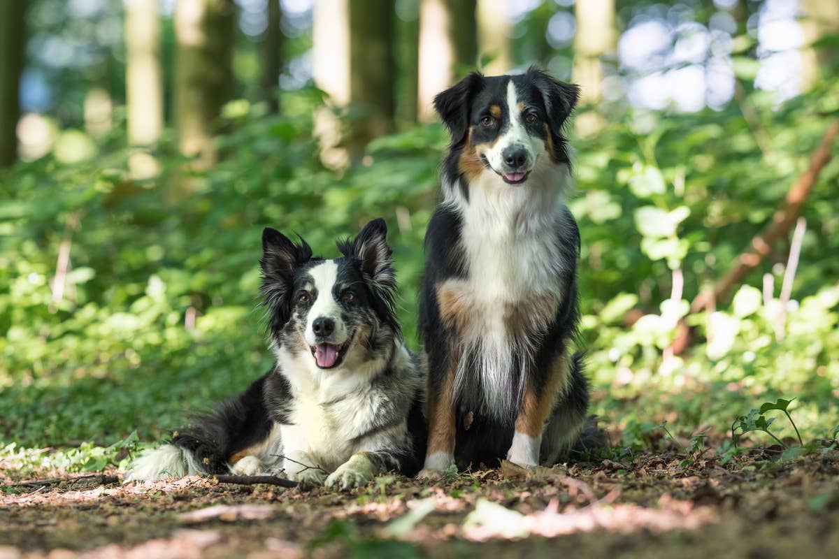 Australian Shepherd Randomly Meets Sister at Dog Park and They ...