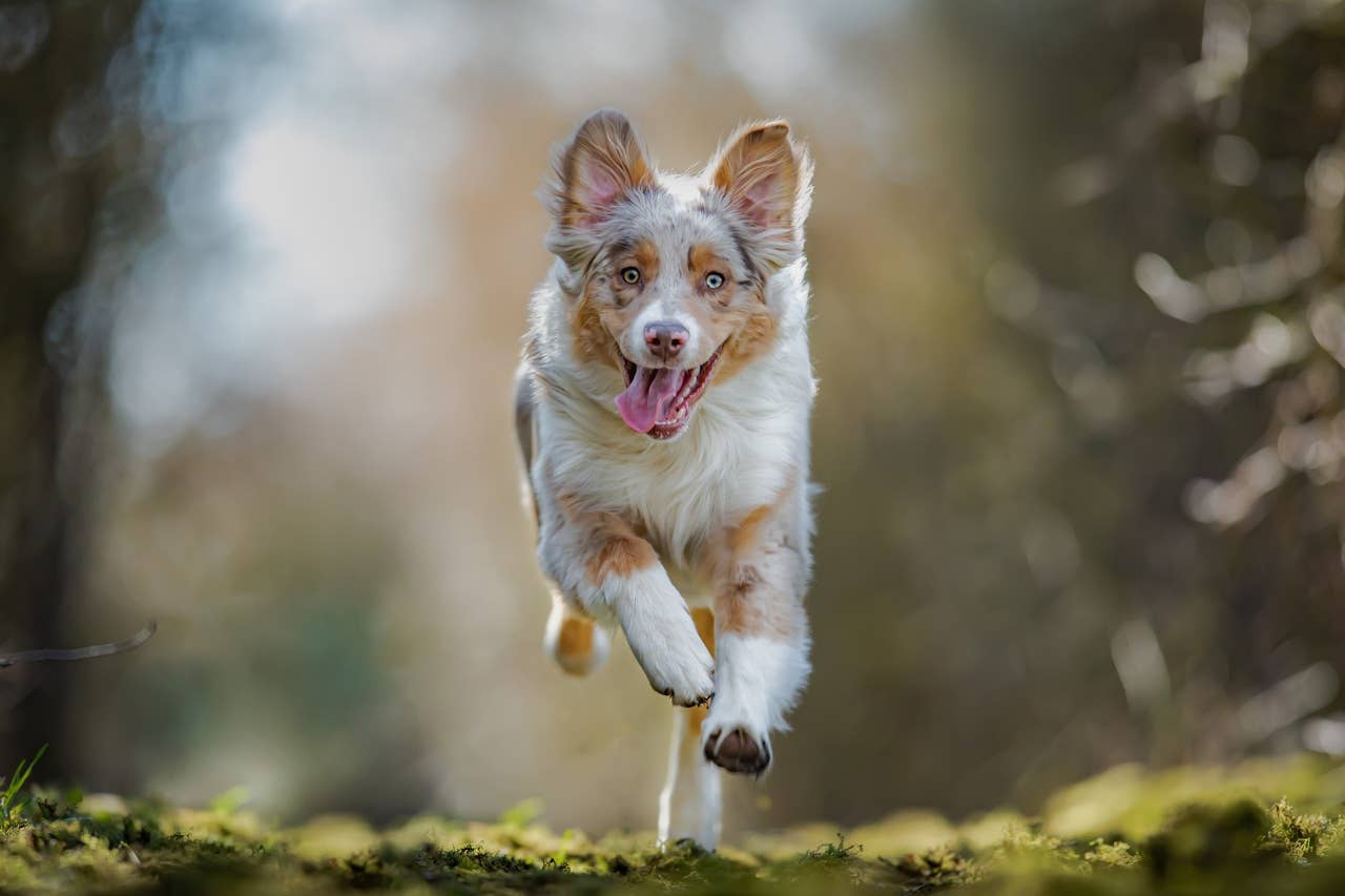 Australian Shepherd - Parade Pets