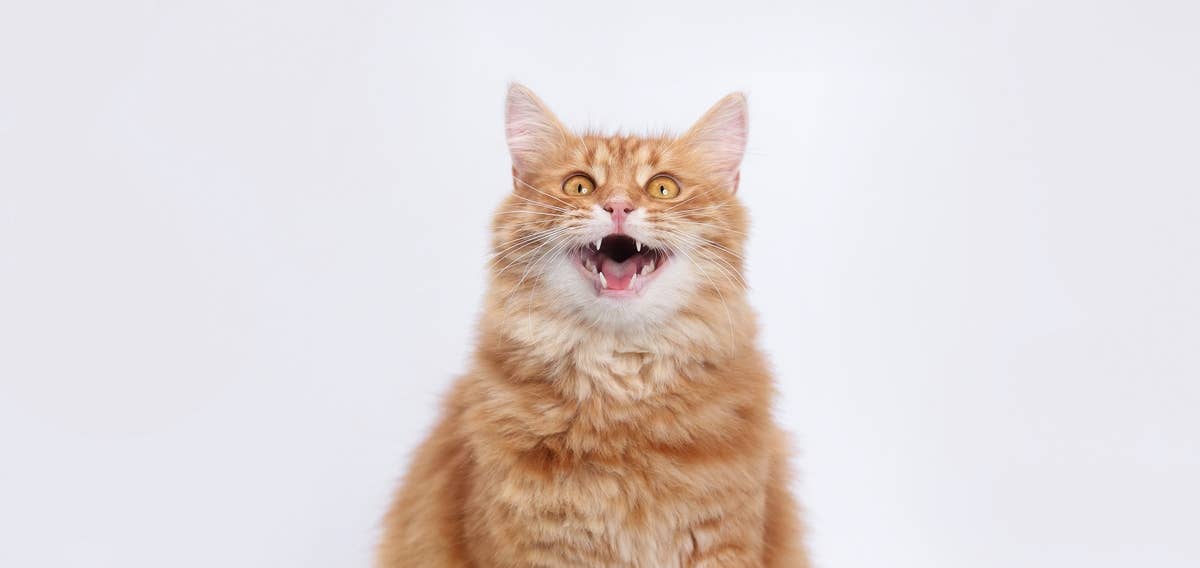 orange cat pictures funny