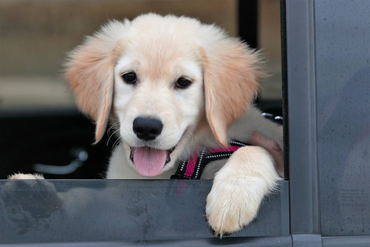 Golden Retriever Puppy Falls Asleep Holding Owner's Hand on Ride ...