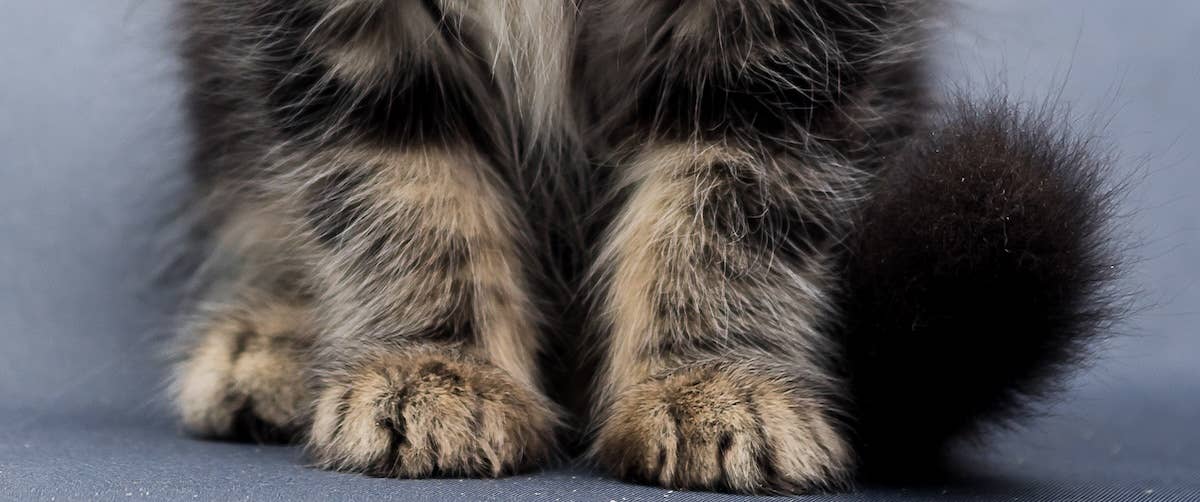 Tabby Maine Coon Kitten Was Born With the Sweetest Little Ghost Face ...