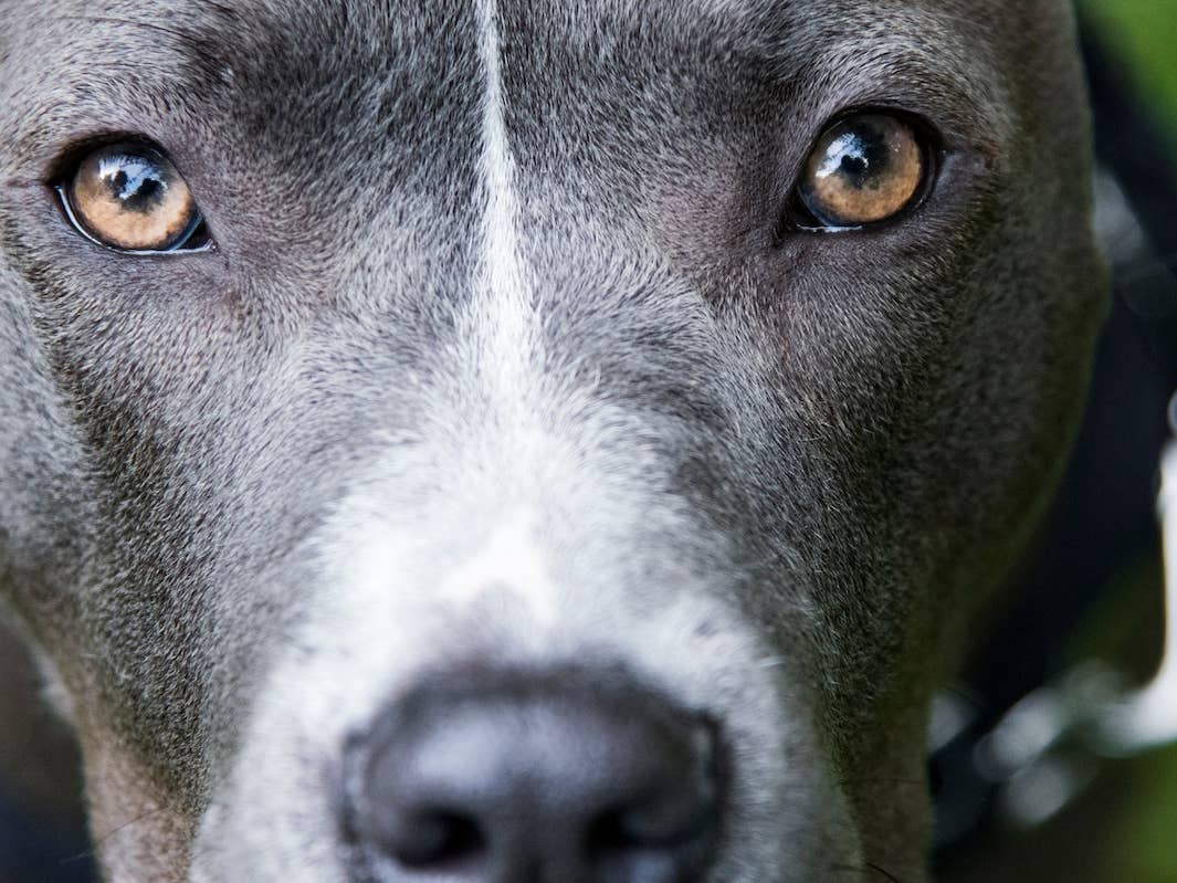 Pit Bull’s Wildly Curly Ear Hair Is Giving Luxury Earmuff Energy ...