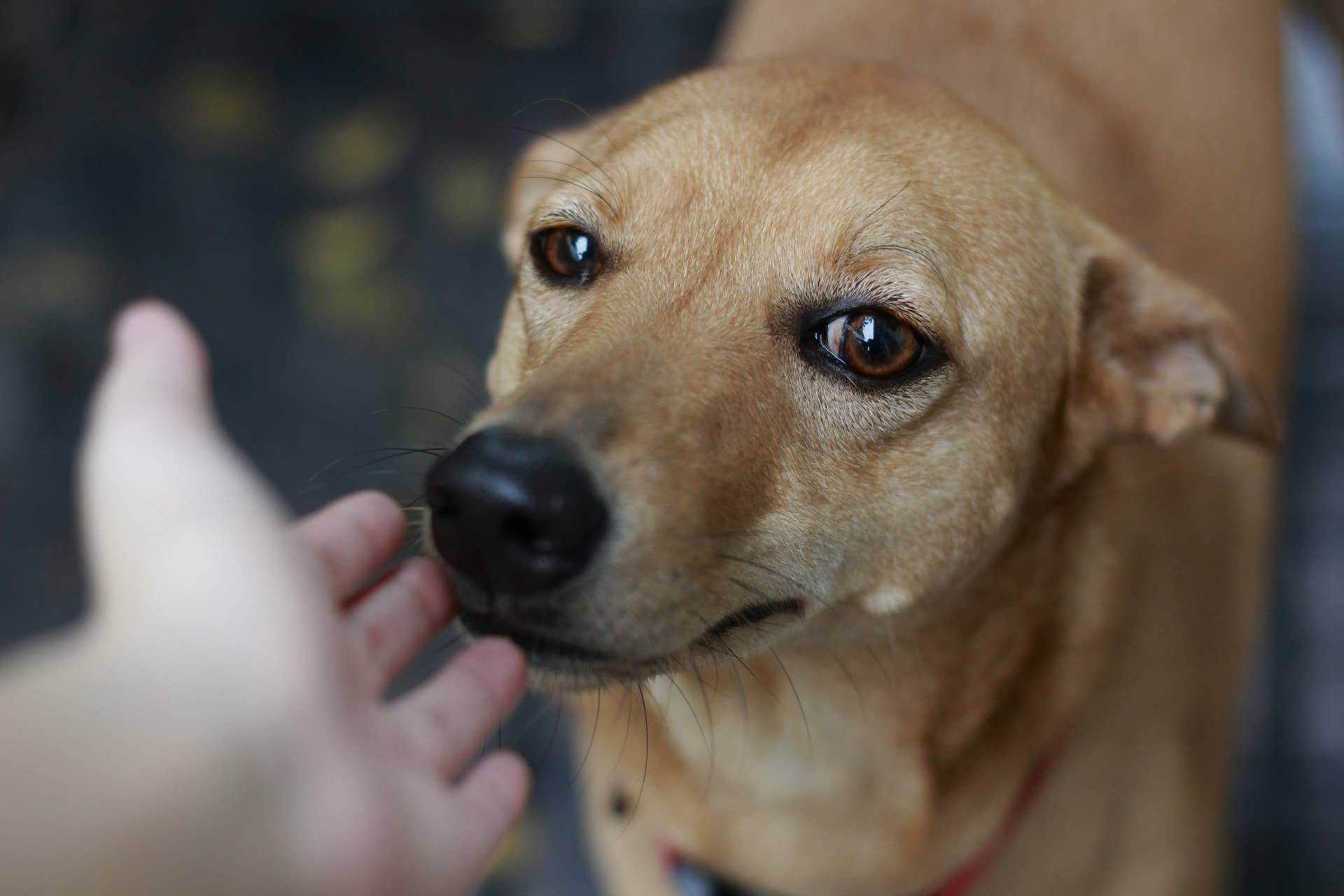 Abandoned Street Dog Goes From 'the Dirt to His Own Den' and It's the ...