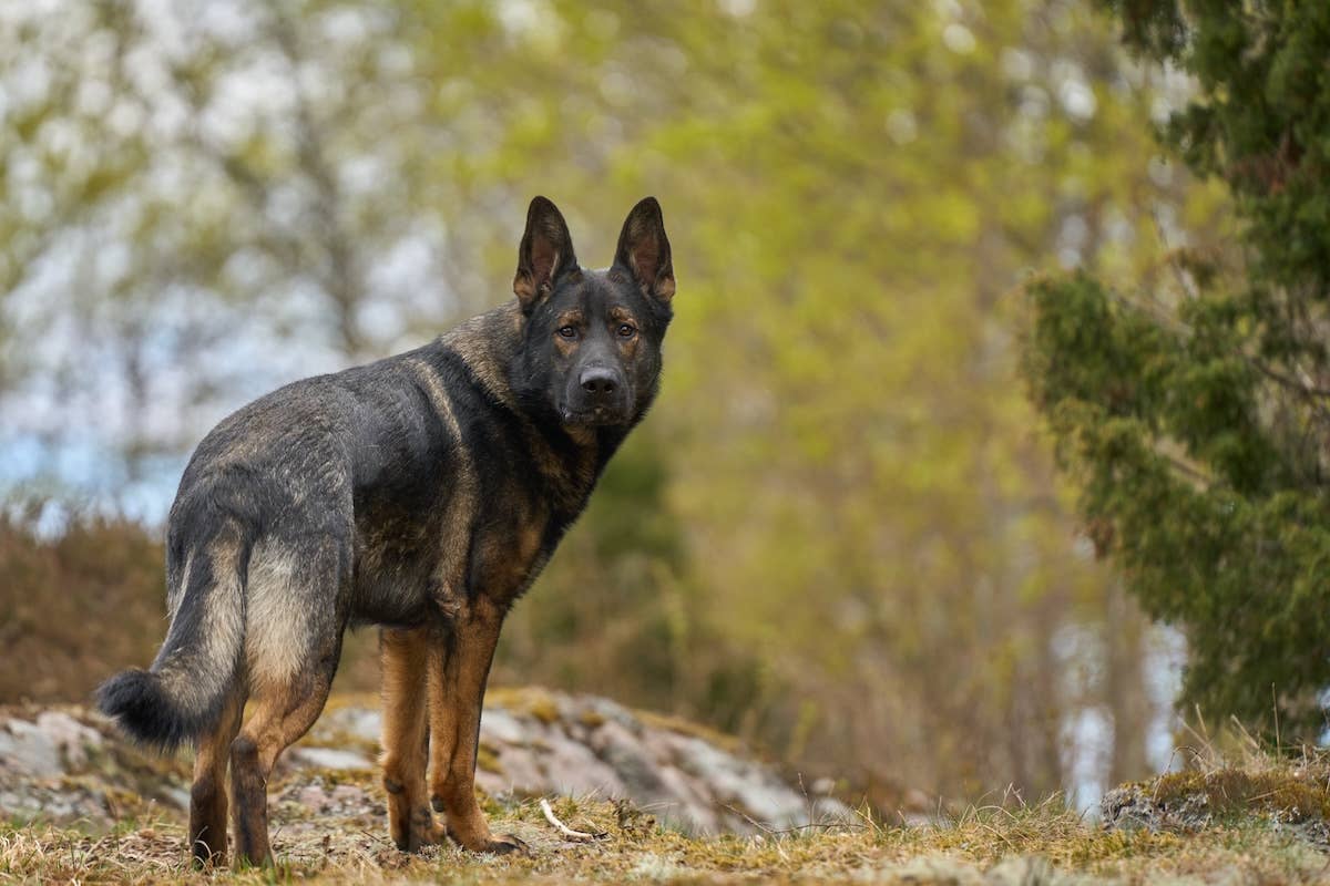 German Shepherd Walks Everywhere Backwards Like a Boss - Parade Pets