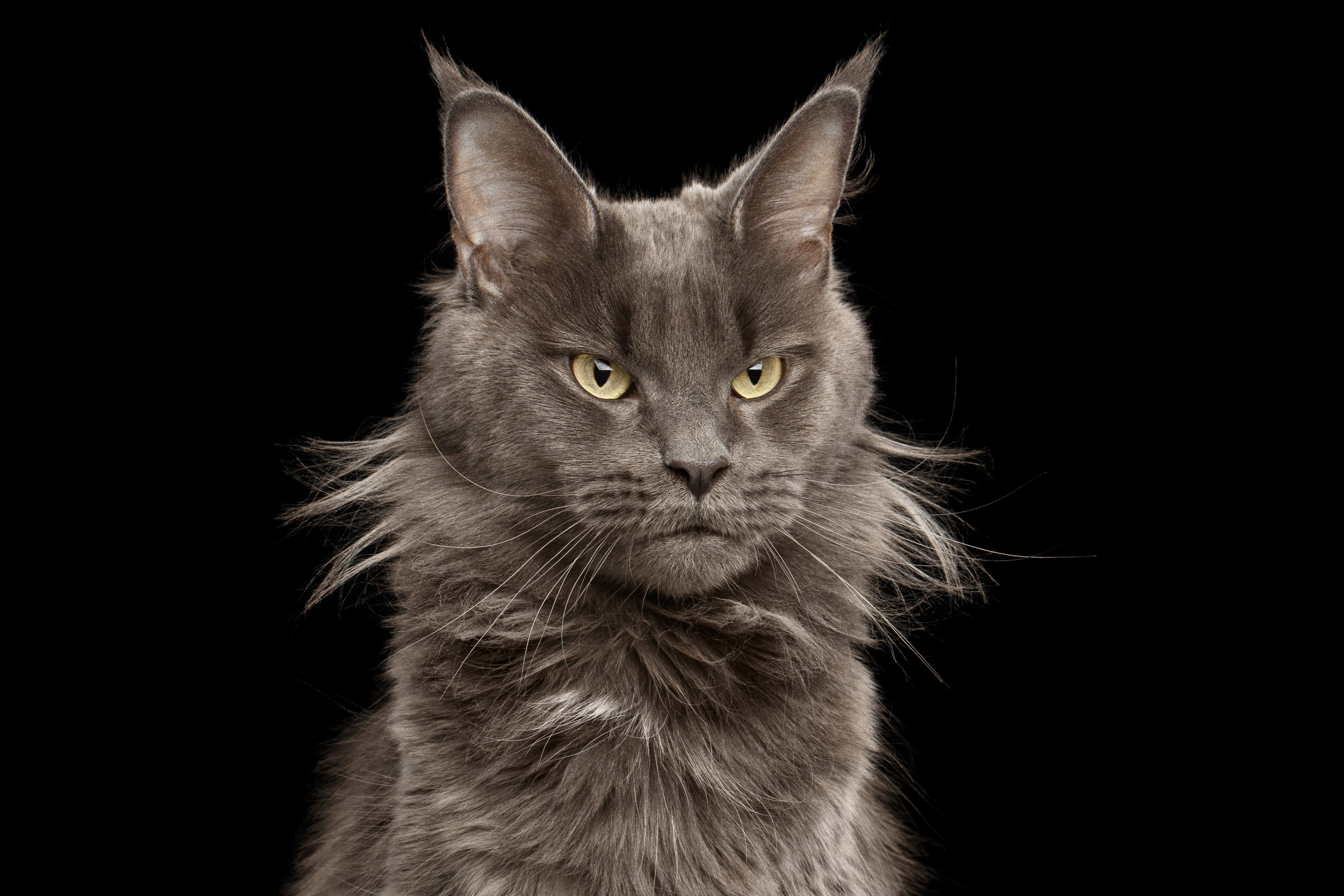 Amazingly Rare Maine Coon-Savannah Cat Hybrid Looks Like a Real-Life