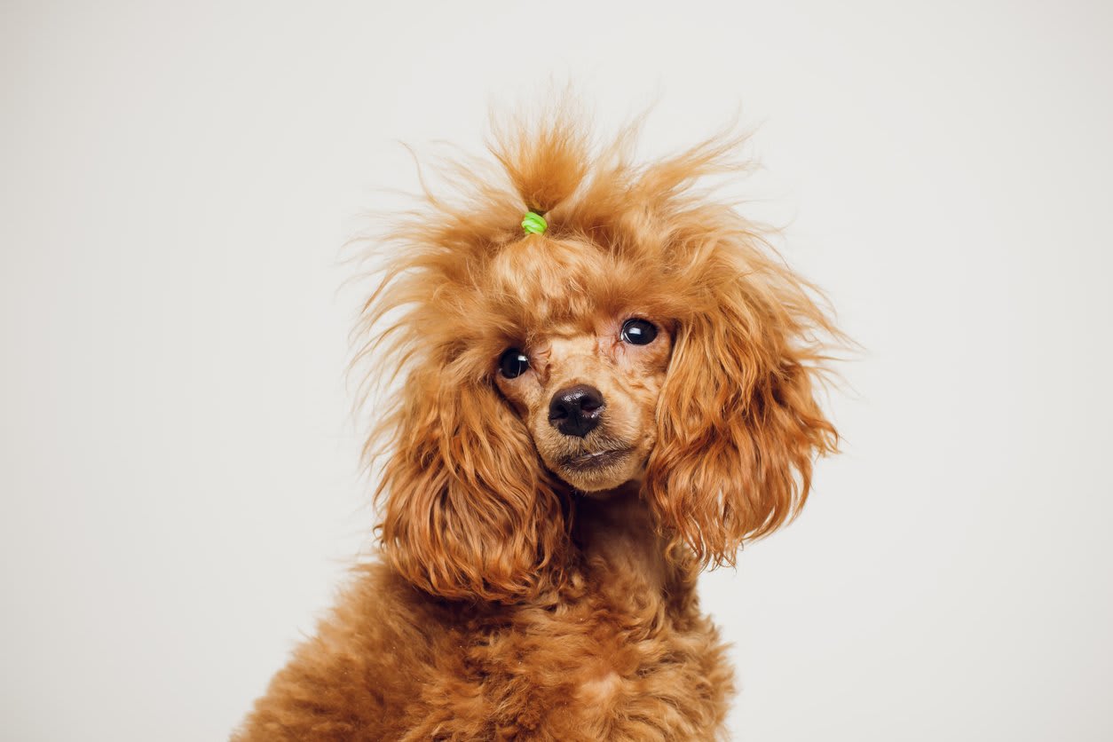 Small Brown Dog Breeds With Curly Hair Poodle Miniature Curly