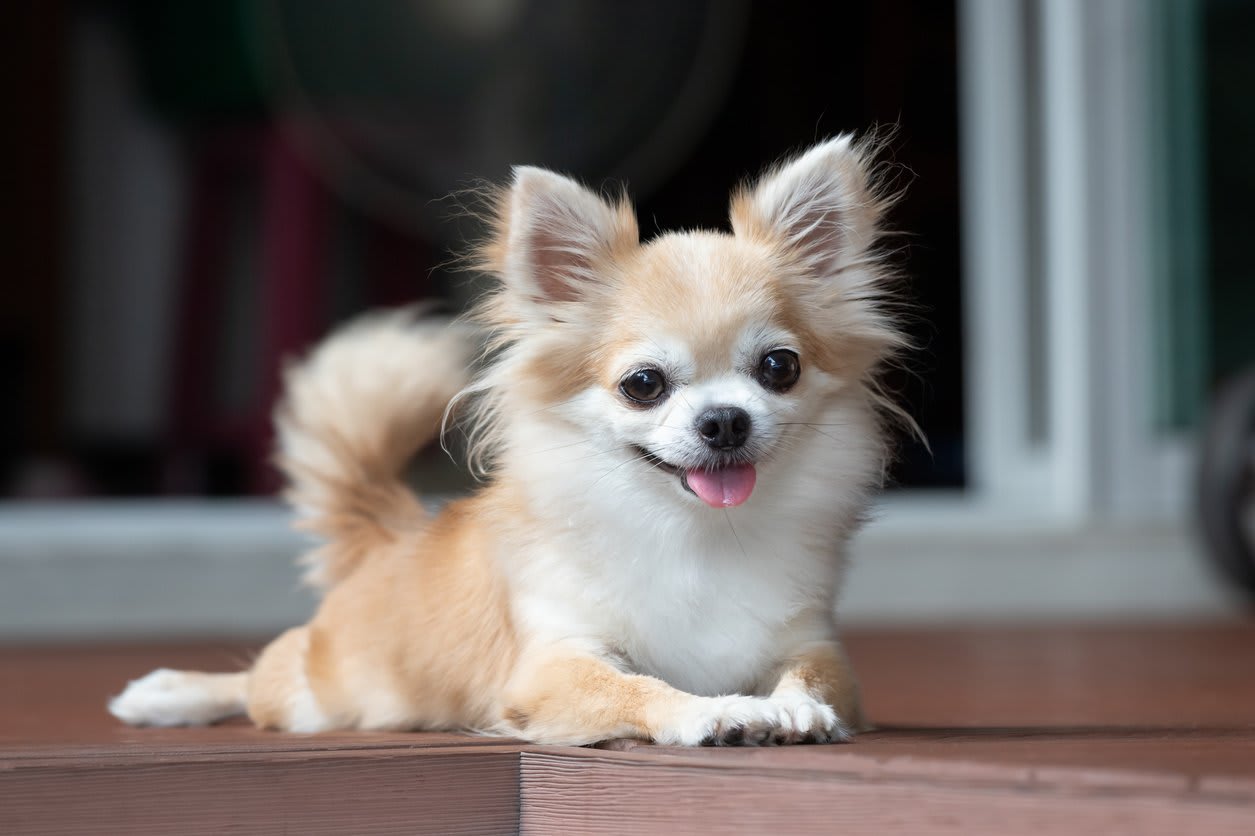 Small breed puppies including Chihuahua and Yorkshire Terrier