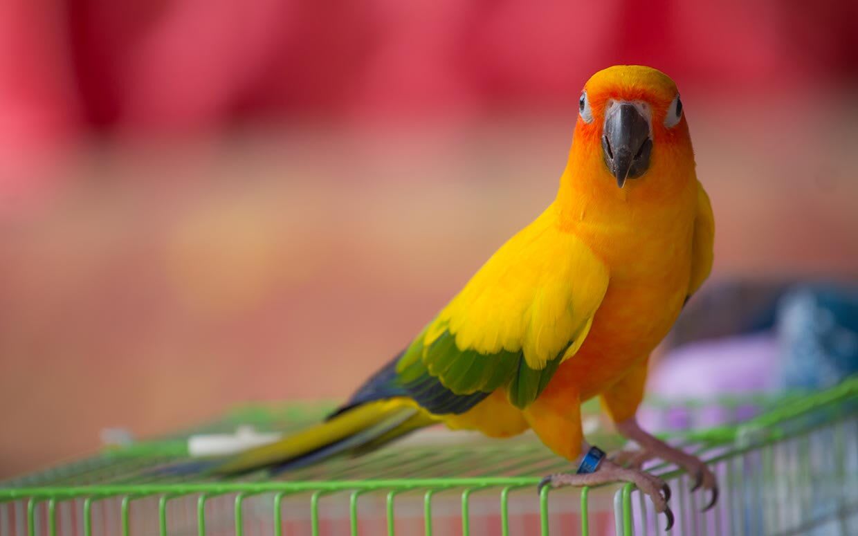 The 150 Best Bird Names