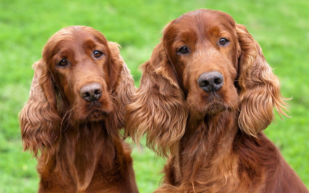 iStock