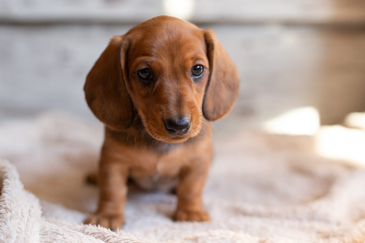 Low-Maintenance Pets for Small Apartments