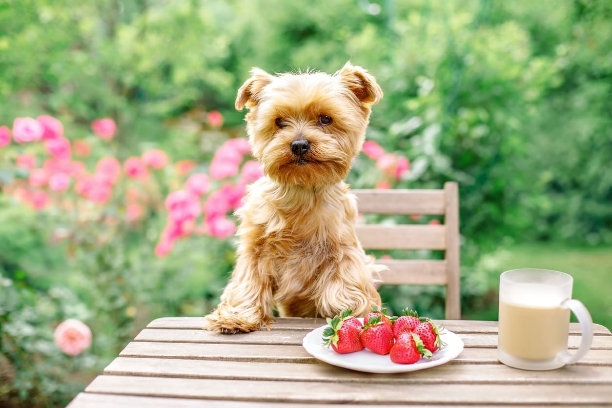 Can Dogs Eat Strawberries? All You Need To Know