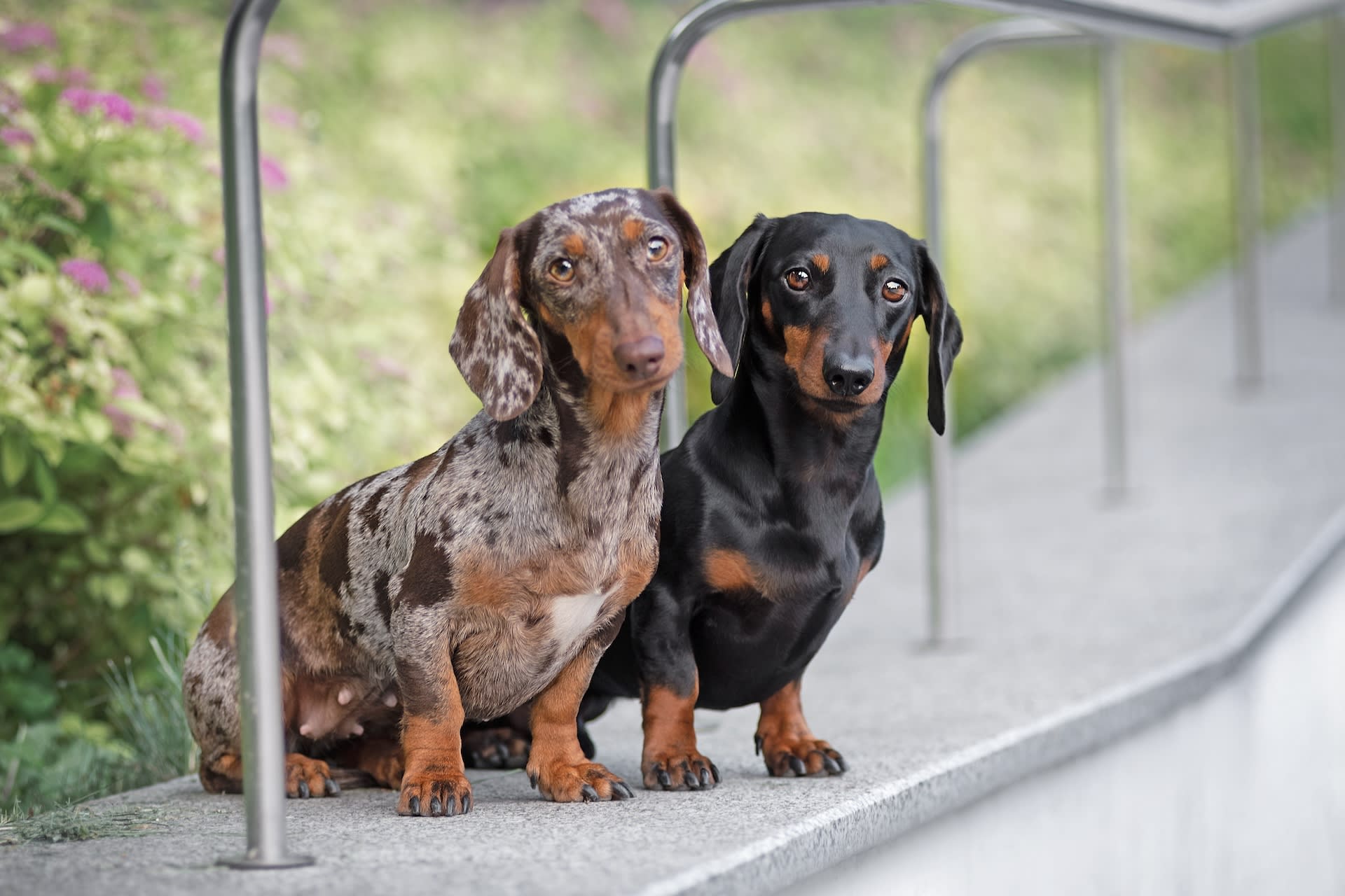 Two Dachshunds sitting next to each other on a leg