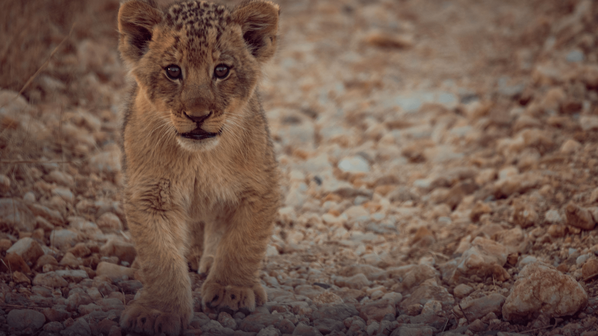 lion cub walking on graval