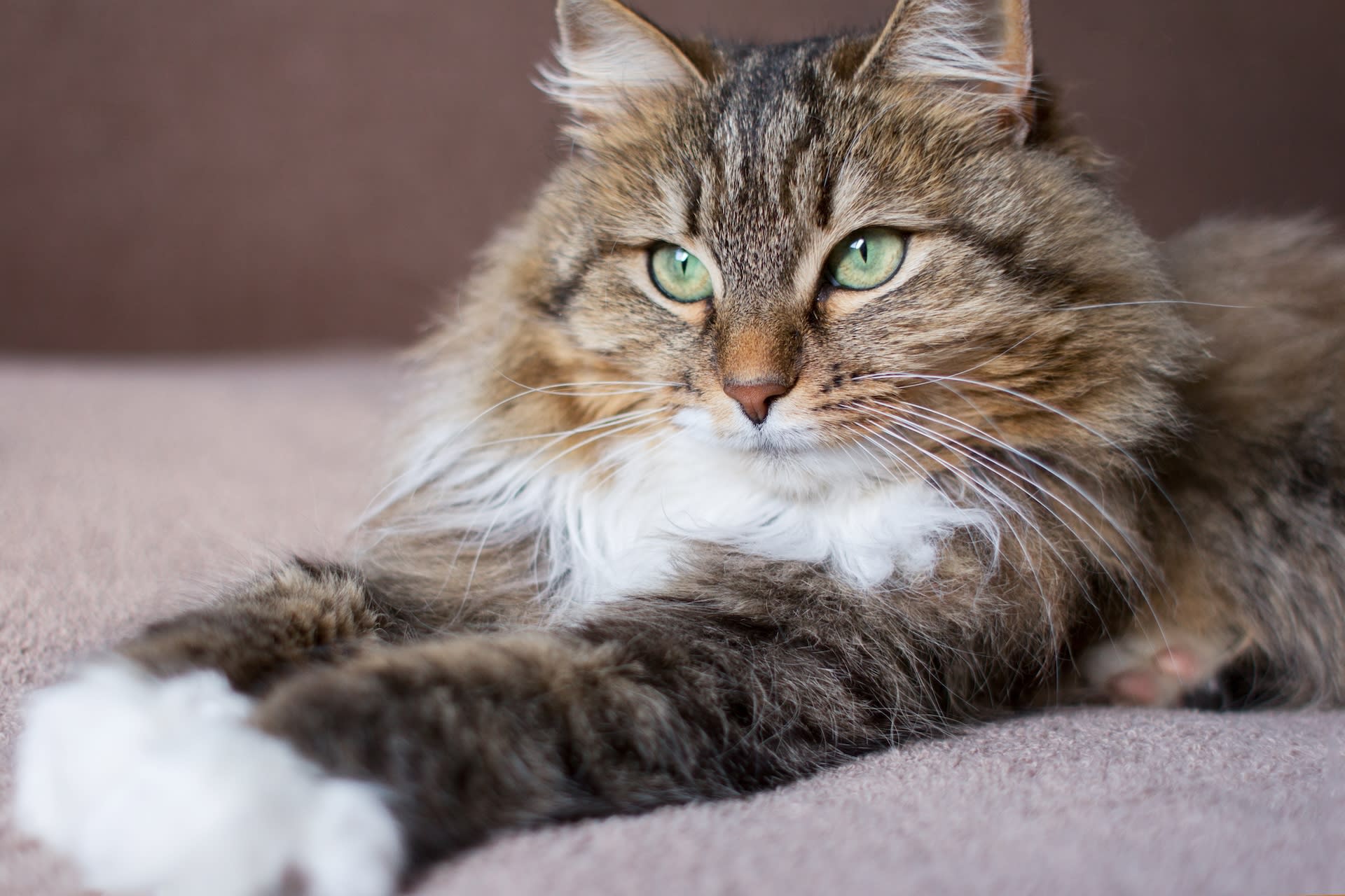 Tired Siberian Cat Plops Down in Chair 'Like She Just Got Off the Night  Shift' - Parade Pets, image size:1920x1280