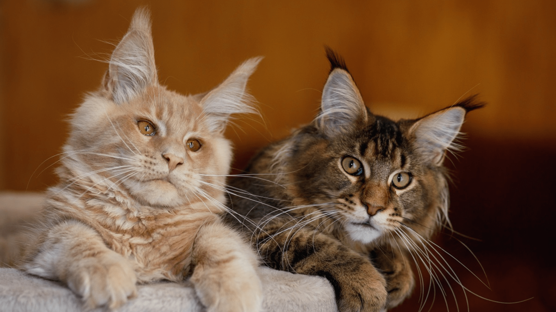 two Maine Coon cats