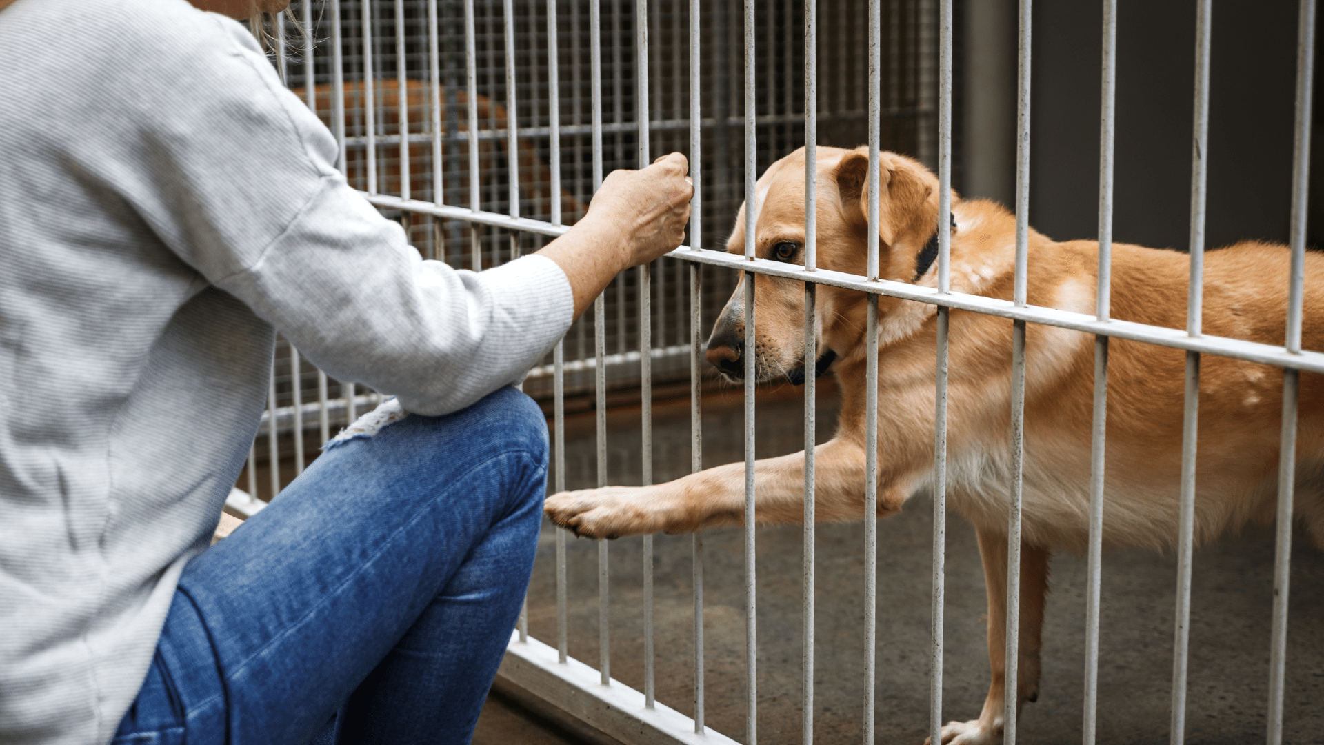 dog at the shelter