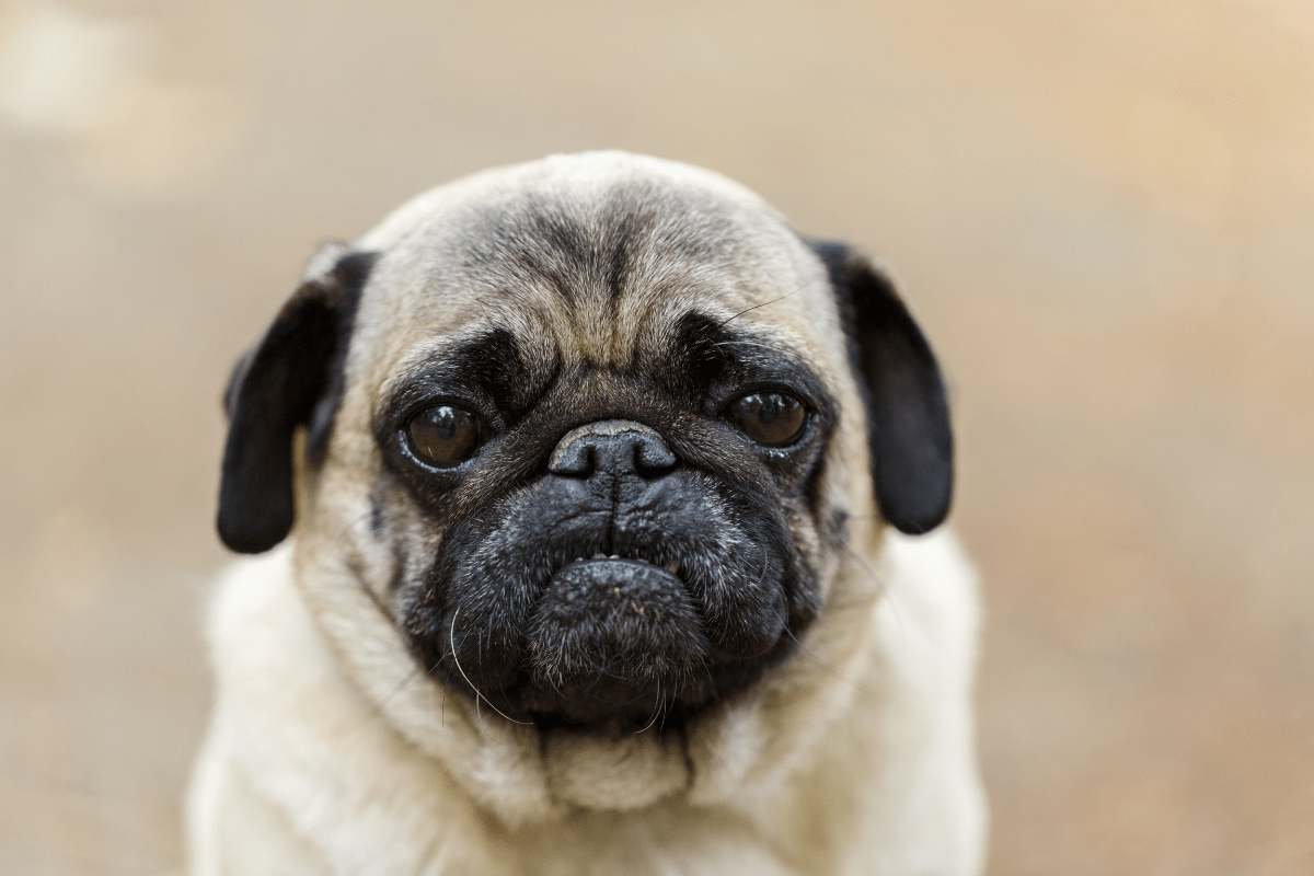 Tiny Pug Goes Into'Big Dog Mode' Seeing 'Pit Bull Nemesis' - Parade Pets, image size:1200x800